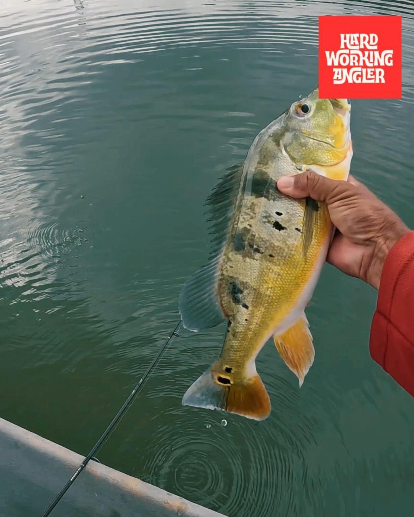 When the fish won’t eat right on the bottom, but they’re holding just slightly above it. Drop shot is the answer.Keep your bait suspended right in the strike zone. This game isn’t about speed — it’s slow, controlled, and subtle. Let the bait stay there longer that’s what triggers the bite. Simple setup. Precise presentation. Good times on the water.
Our website - https://www.hardworkingangler.com
#peacockbassfishingguidemalaysia #hardworkingangler #fishing #visitmalaysia