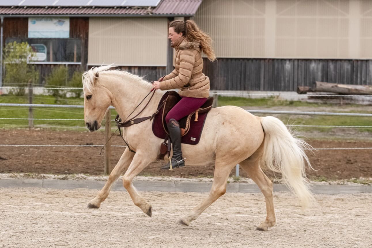 Nächste Woche nehme ich selbst mal wieder an einem Kurs teil 😍… ich freue mich sehr und versuche etwas filmen zu lassen! 🤍
•
Am Wochenende gehts übrigens nach Düsseldorf für die Equestrian Creator Awards und zwei Tage darauf startet meine Ausbildung so richtig zur Osteopathin und Physiotherapeutin für Pferde! 🥳
•
Bild von @sophiagfotografie 🫶🏼