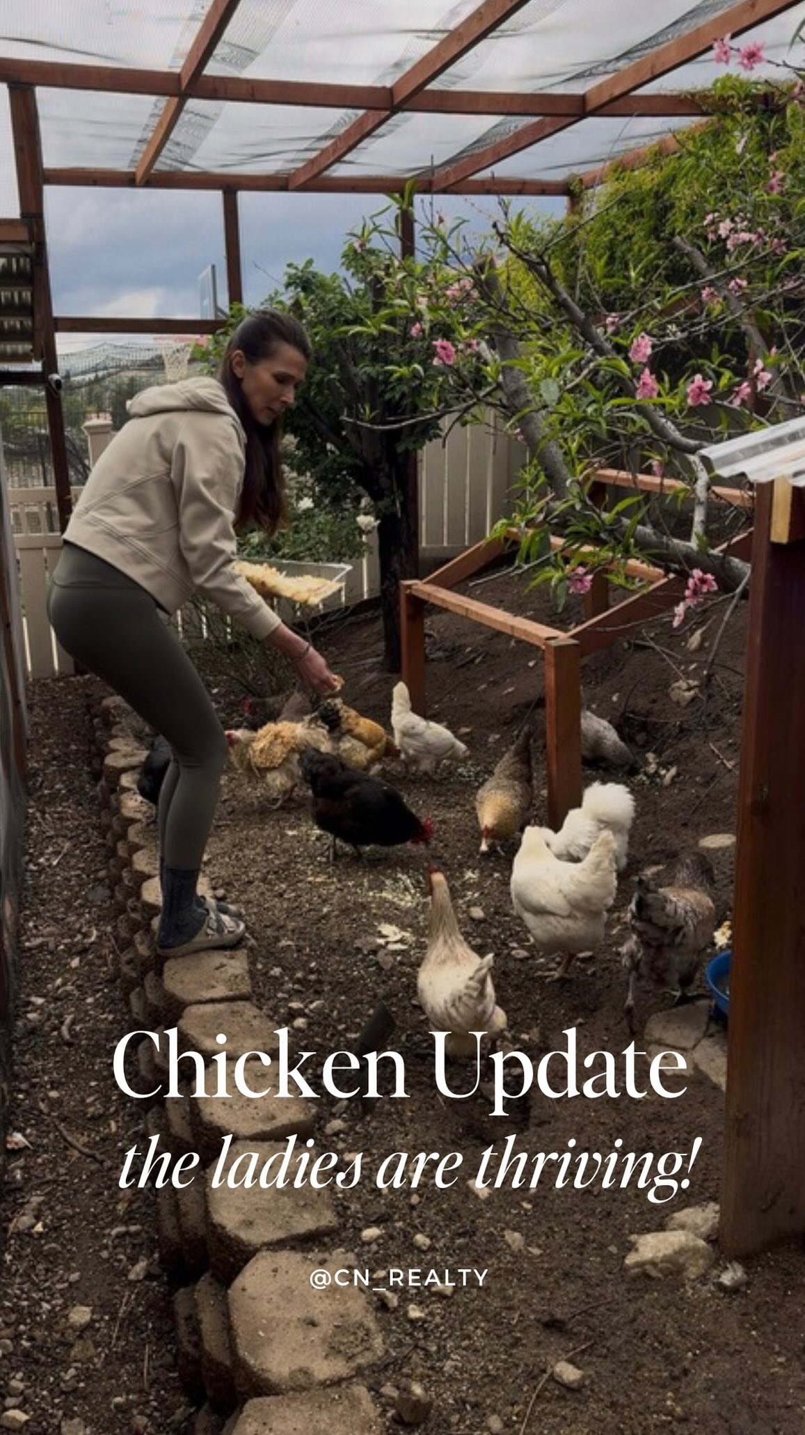 Time for a chicken update… because clearly, we’ve become those people 🐓😂
The girls are thriving and honestly, we’re a little obsessed. Everyone’s getting along… for the most part (because let’s be real, it’s basically a reality show back there). Nene (our original lady-she’s the black one with red comb) is running the coop like the queen she is—no questions asked. Cuddles (our little grey silkie) thinks she’s climbing the social ladder, but bless her heart… she’s still firmly at the bottom of the pecking order.
Marshmallow (our little white silkie) is in her independent era now—out there living her best life, foraging with the other ladies during the day… but don’t worry, she still comes home to Cuddles every night like a true comfort girl. We love a loyal lady.
We’re up to 17 ladies (yes, all named… yes, we know who’s who… yes, we realize that might be slightly unhinged 🤪). And let me tell you, they ALL have personalities—and opinions. Strong ones.
The girls are absolutely obsessed with Jonathan… and not in a subtle way. Mostly because he’s their personal snack dealer and occasionally lets them out for a little “free range field trip” around the trees. He loves them… they love snacks… it’s a very transactional relationship.
We’re getting about 13 eggs a day (!!), so at this point, eggs are basically a personality trait in our house. Jonathan even learned how to pasteurize them so we can throw them into smoothies (who are we??), we hard boil them for snacks, and of course—avocado toast has never been more consistent.
It’s a good thing we like eggs… well, most of us. Trevor is officially over it, so we’ve resorted to hiding eggs in his food like he’s a toddler who doesn’t know any better. Survival tactics.
Also, we’ve learned the girls are tiny, adorable savages. Any plant we put in their coop? Gone. Destroyed. Absolutely no chance. So we’ve officially waved the white flag on coop landscaping.
Silver lining: we have zero weeds. 🤷♀️🌱