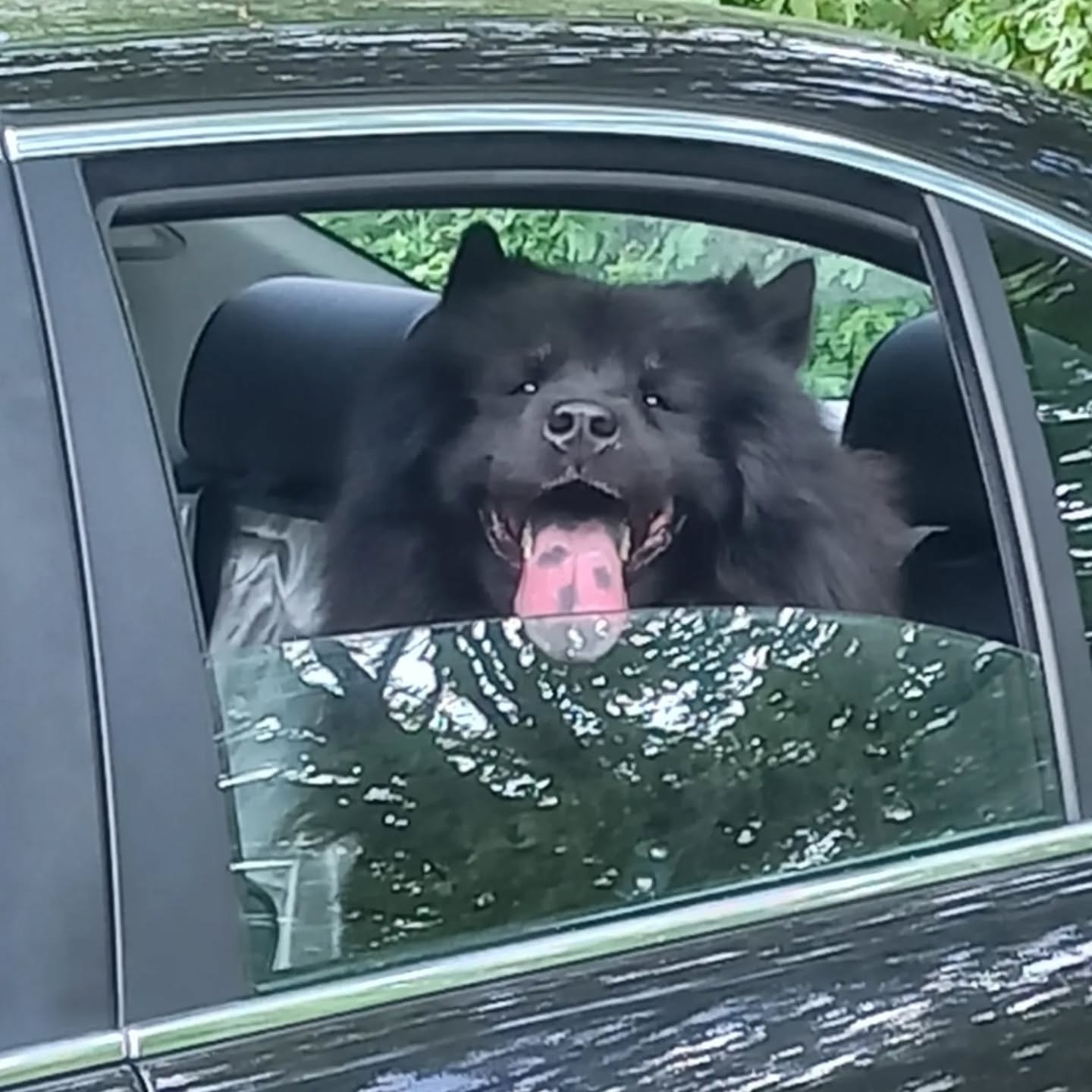 Onyx, Eurasier sensible en syndrome de privation sensoriel prêt pour sa séance socia. On travaille présentations chiens avec Uxia, banalisation et mise en place de cadre et positiver des bruits domestiques et les humains. Après une première éducatrice a la cannette Onyx a développé de nouveaux traumas liés à la surprise. On deconstruit pour reconstruire... ☢️ La cannette n'est pas un outil éducatif c'est un outil de torture, fuyez quand on vous parle de son utilisation ça ne fera qu'inhiber votre chien qui sera une cocotte minute et redirigera ensuite son stress.