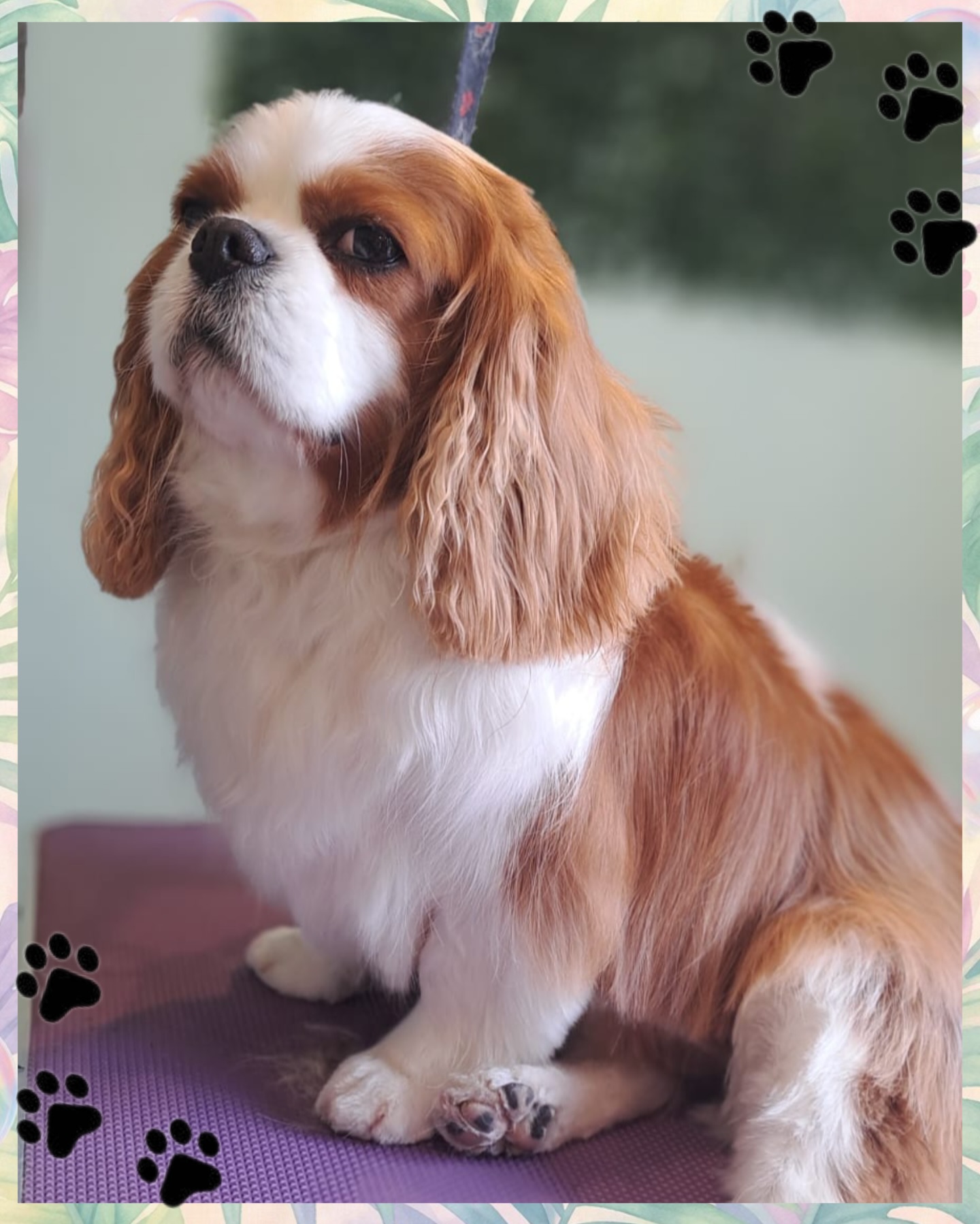 ✨ Fresh grooms & happy pups ✨
Our groomer Lindsey has been working her magic this week and turning out some absolutely gorgeous grooms 🐾
Here are just a few of her recent cuties — meet Theo, Barley & Bonnie 💛
If you haven’t met Lindsey yet, keep an eye out… we’ll be sharing a “Meet the Knine Team” soon so you can get to know all the faces behind the fluff when you visit us 🐶✂️
#KnineDogStudio #DogGroomingLife #FreshGroom #HappyDogs #dogloversclub