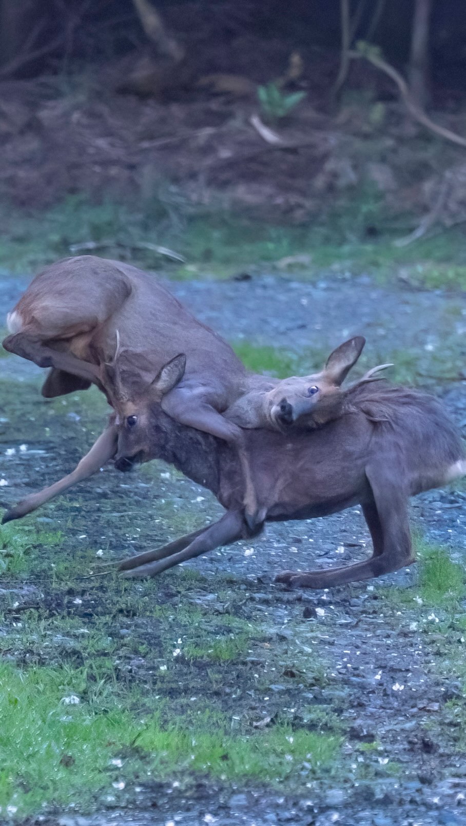 Revierkampf im Morgengrauen
Unerwartete Szenen die hinter der Wegbiegung auf mich warteten. Zwei wunderschöne Rehböcke die die Reviergrenzen neu ausfechten.