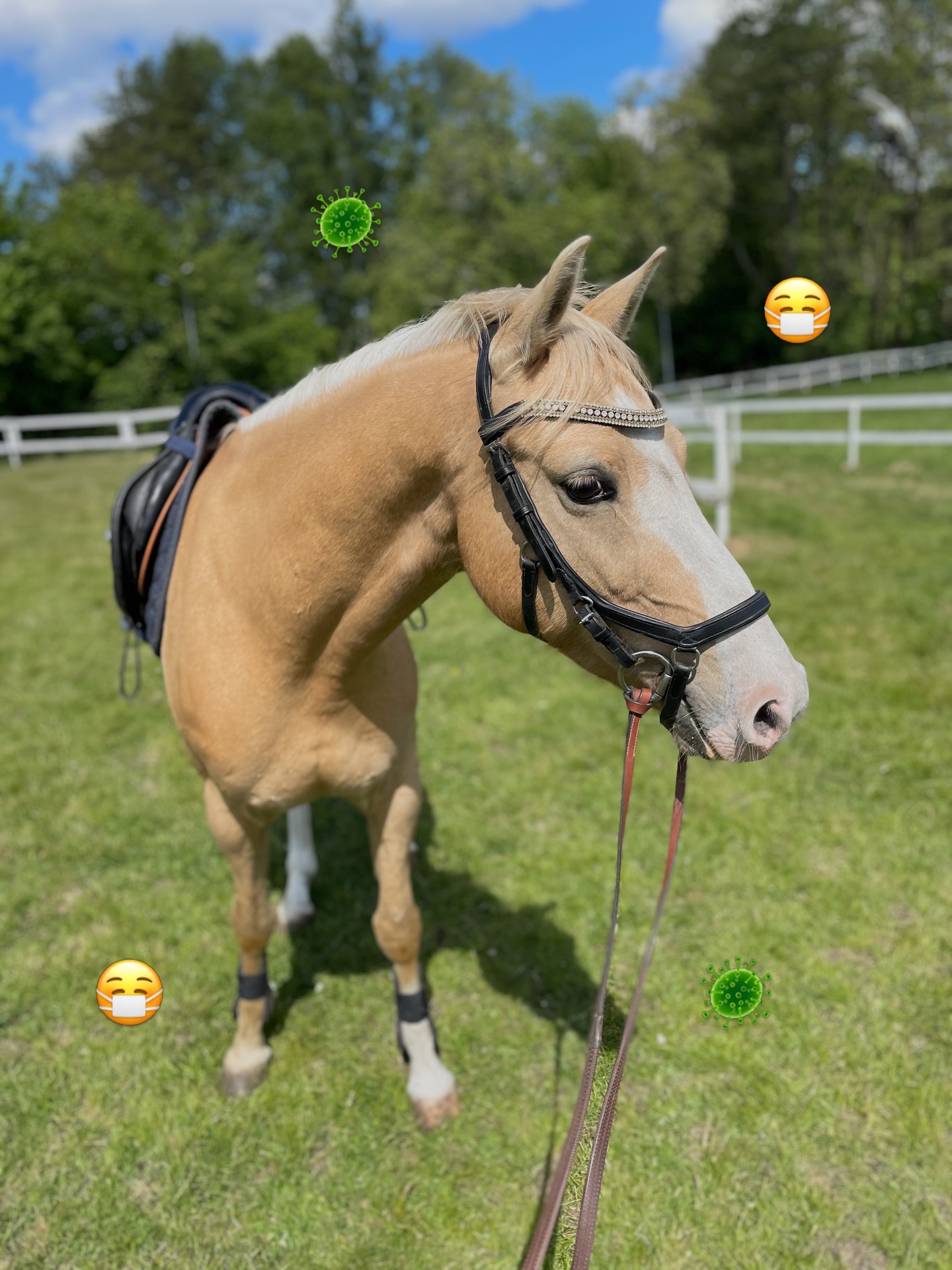 Våra nya hästar har en misstänkt smittsam hudsjukdom🦠 I väntan på provsvar så vidtar vi smittskyddsåtgärder. Vi ber er att tills vidare tvätta eller byta kläder emellan olika stall. Tvätta händer ofta och rör inte de nya hästarna eller deras saker. Det finns mer info i stallet. Förövrigt fortsätter verksamheten som vanligt. Vi uppdaterar er med mer info när provsvar kommit. Vi hoppas att det inte är något smittsamt, men det är bäst att vara på säkra sidan! 🐴