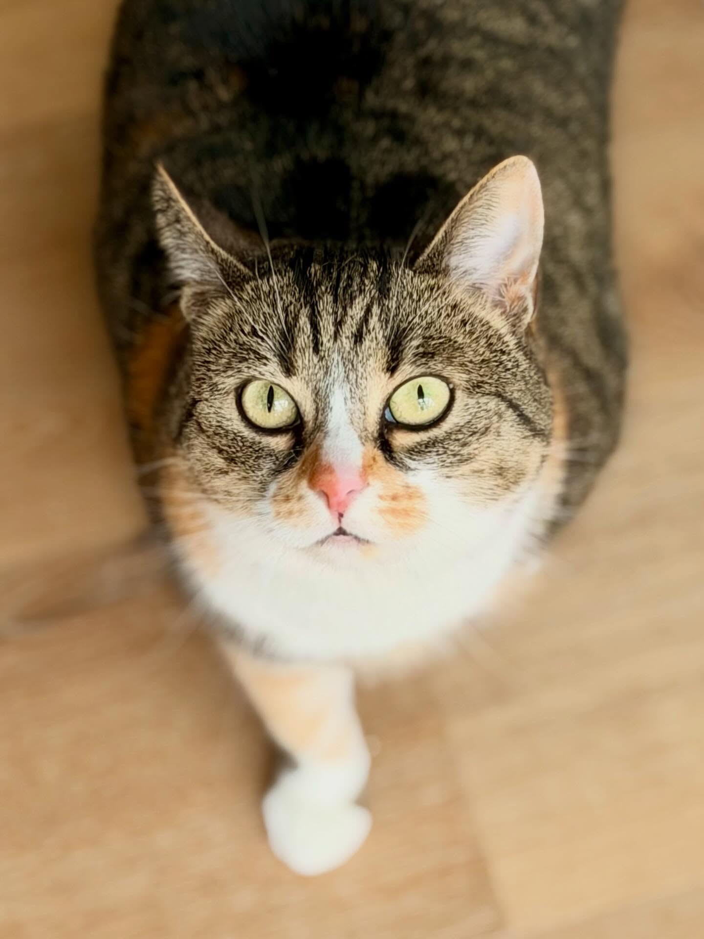 Guten Morgen ☀️ 🐾🐈♥️
.
.
.
.
#katze
#katzenpensionsiegen
#goodmorning❤️
#siegen
#cat