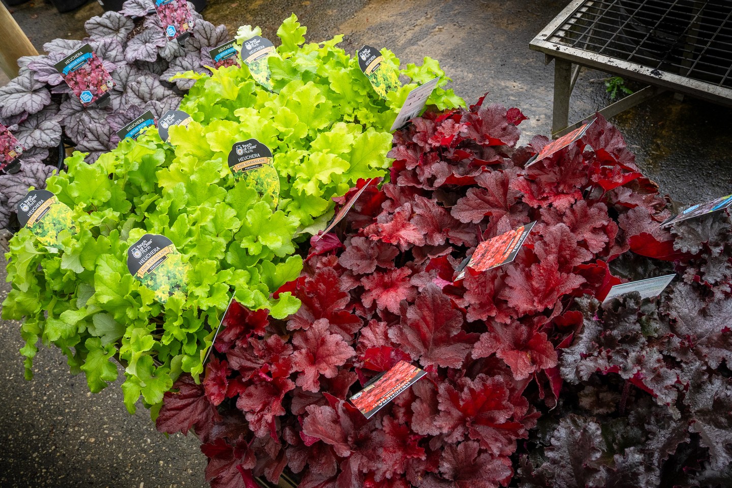Heuchera is one of the more underrated perennials for a Macedon Ranges garden. The foliage colour deepens as the temperature drops, which makes autumn one of the best times to plant and observe what you're actually getting.
The range currently in stock at Macedon Nursery & Garden Supplies includes varieties from bright lime green through burnt orange, deep red and near-black purple. Lime Marmalade, Fire Alarm and Forever Purple are all on the floor now. They perform well in part shade, hold their colour through winter and come back reliably each year without much intervention.
#macedonnursery #heuchera #macedonrangesgardens