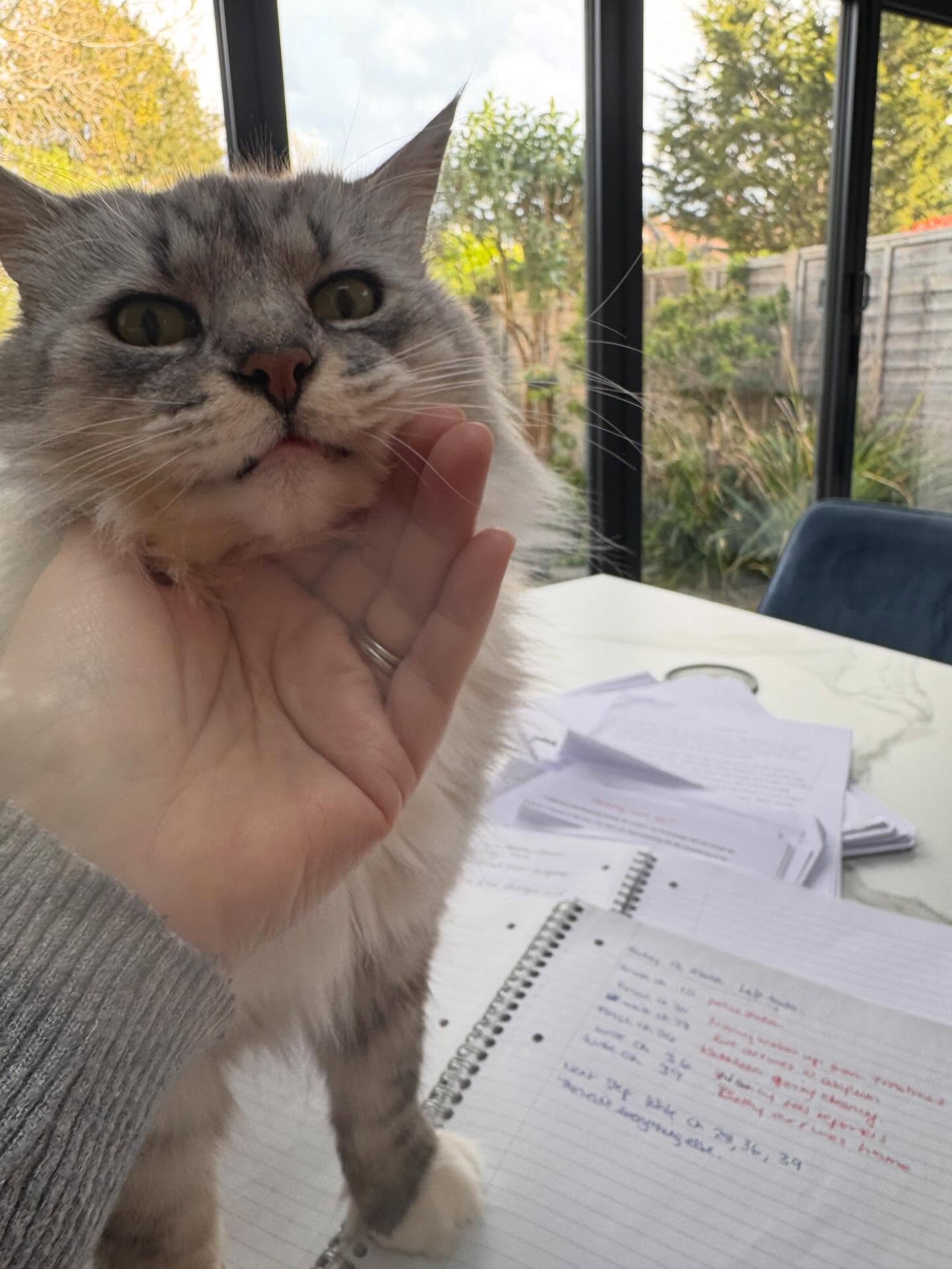 Benny’s trying to interrupt the writing process. I said no🙀 Now he’s offended😿 #writing #siberiancat 📝😻