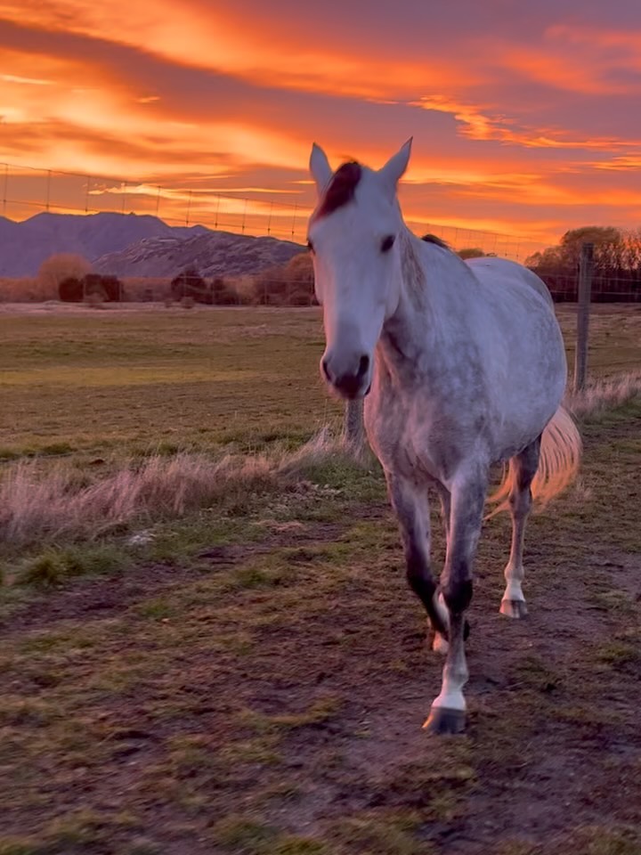 If you like getting up early this time in the year we get amazing sunrises and sunsets. It is something I have never seen anywhere else before.
There is a saying though: “Red sky at night, Shepherd’s delight” or “Red sky in the morning, Shepherd’s warning”
The colourful pink / green was when we had the Southern Light shining bright one day. It was unreal ✨💕
.
.
.
.
.
#magicalnature #southernlight #unicorn #natureperfection #newzealand
