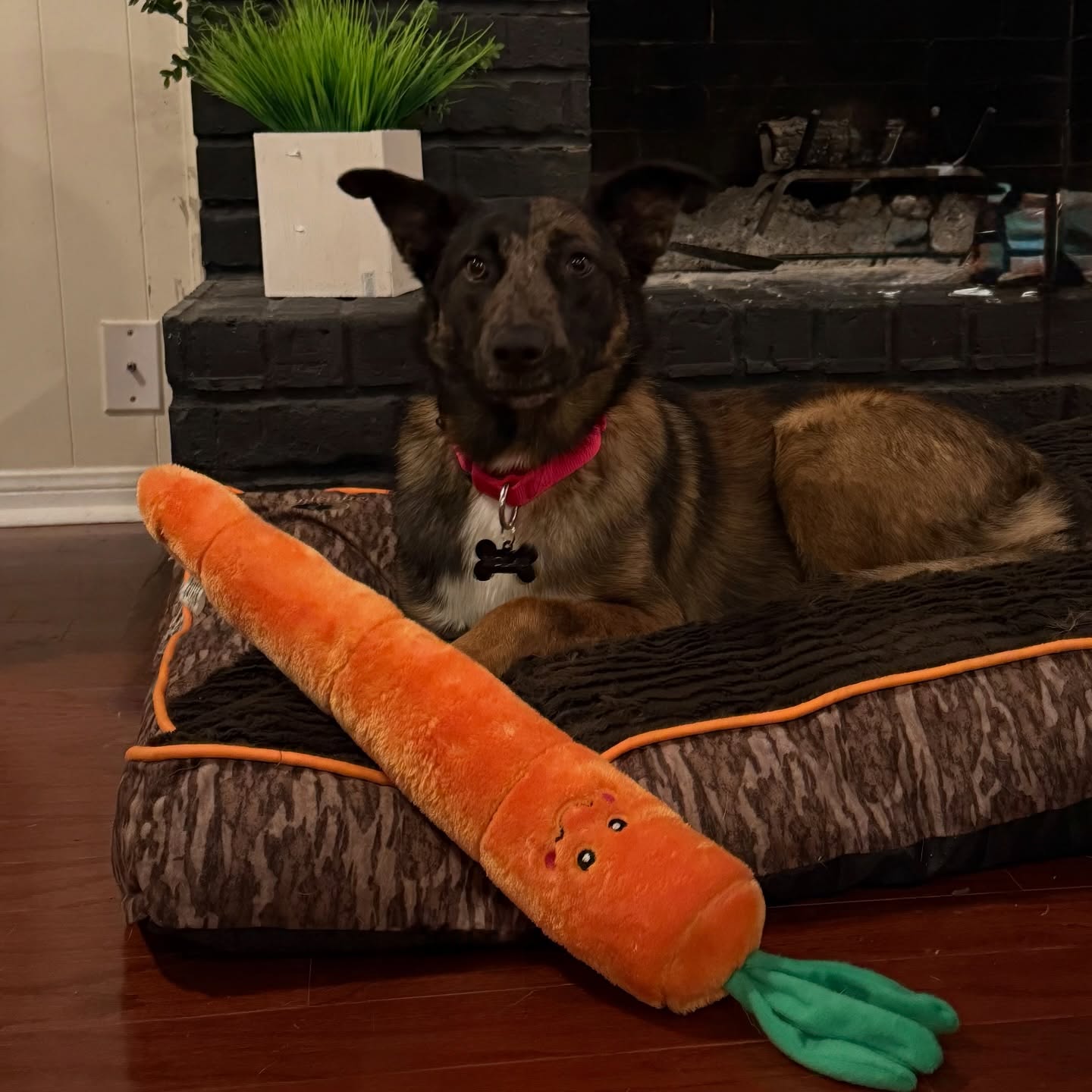 The St. Claire home expanded by four paws today! Nolan is already making himself at home, and yes. He says the giant carrot was a necessity 🥕🥕🥕