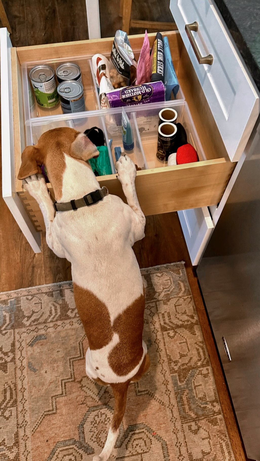 organized systems for the whole family furry friends included 🐾💞 #homeorganization #kitchenorganization #cabinetorganizing