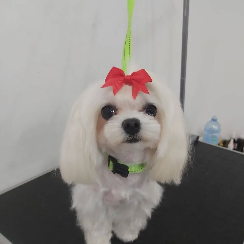 Стало тепленько, замість зимового одягу пора вбиратись в червоний бантик