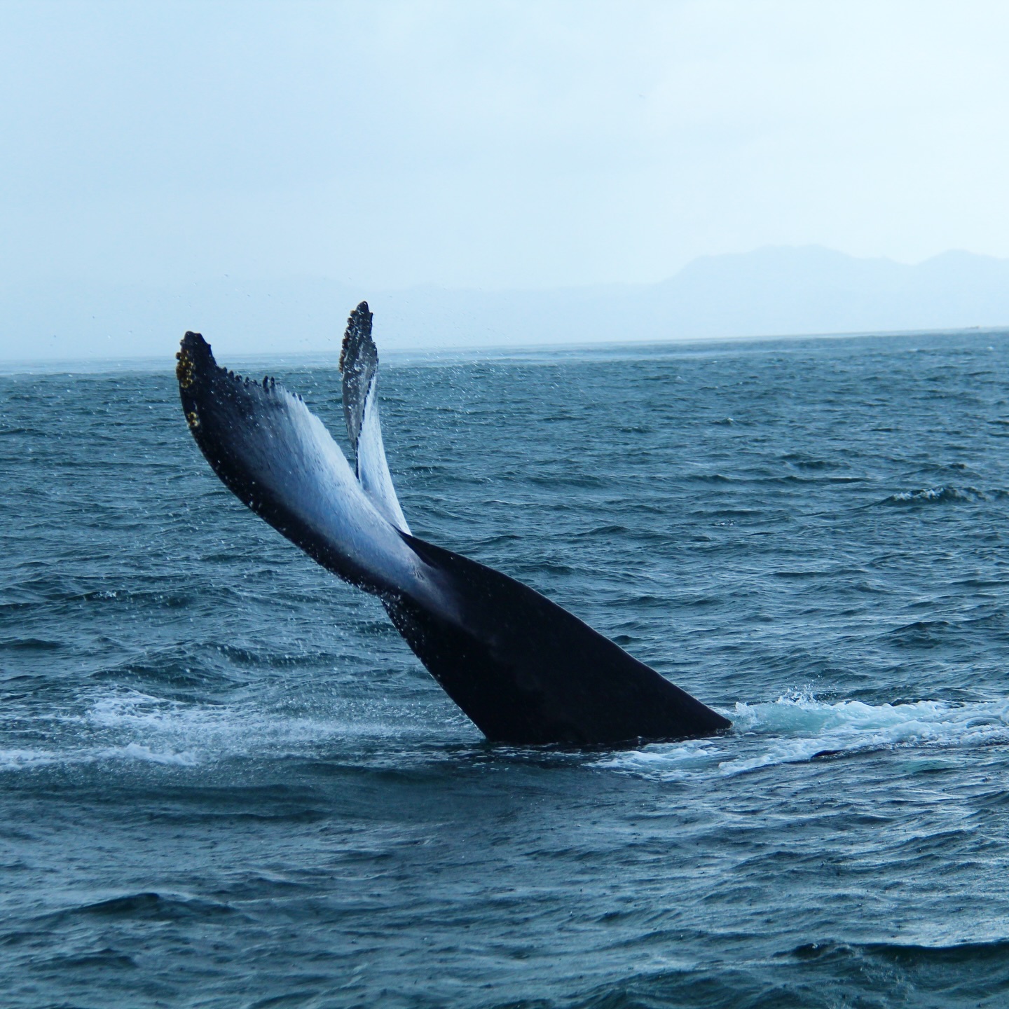 Another view of our fantastic whale watching day — this time through a different photographer’s lens 🐋📸
Every year, humpback whales come to the warm waters of the Dominican Republic to mate, give birth, and teach their newborn calves.
And participants of the February BailaMar Bachata Camp get a rare chance to witness this incredible experience!
To make it even more special, we finish the day with some beautiful beach time on Cayo Levantado 🏝️
———
Want to join BailaMar Bachata Camp? We have more tours to the Dominican Republic coming up this year:
June 27 – July 11, 2026 (sold out)
October 18 – November 1, 2026
December 5 – 19, 2026
February – March 2027 (to be announced soon)
More details at BailaMar.com
———
#bachata #dominicanbachata #dancetour #bachataholidays