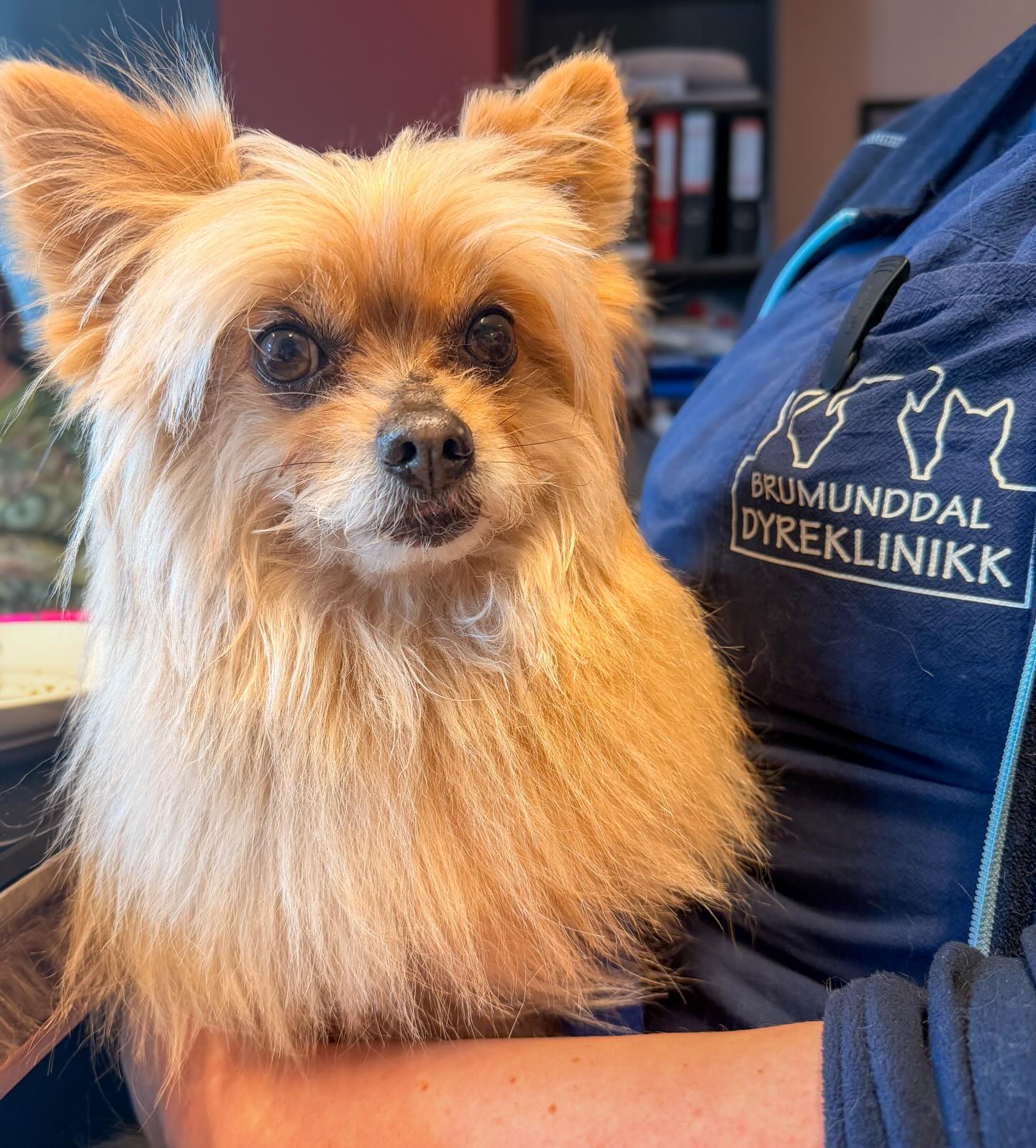 I dag hadde vi en hyggelig pasient som fikk bli med oss på lunsjen 🐶🥪 Slike øyeblikk gjør arbeidsdagen ekstra fin 🐾