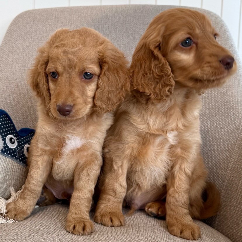 Vi har to nydelige satin coat-gutter fra kullet til Nala & Lolli som nå søker sine nye hjem 🤍💙🐾
De er født 27.02.26 og er leveringsklare fra 24.04.
Begge forventes å bli i liten–medium størrelse.🐶
Guttene har et herlig gemytt og en fantastisk personlighet – sosiale, trygge og fulle av sjarm 🐾
Ta gjerne kontakt om du er interessert eller ønsker mer informasjon!