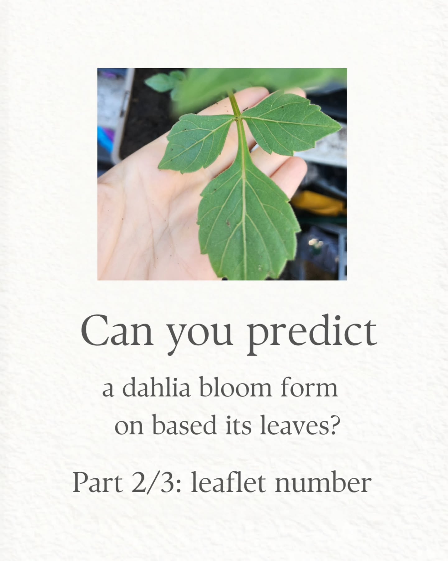 This is where it gets interesting…
Leaflet number = how the plant grows 🌿
Bloom form = a different set of genes
So the link is loose, and perhaps tied to genetic proximity to wild open-centred dahlias.
As breeders, we wish these clues were promises
so we could focus all our energy on a select few.
But alas, we can guess… not guarantee.
But we love a spoiler almost as much as we love a surprise!
What do you think? Do you think this theory holds up??