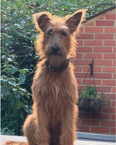 Happy 3rd Birthday to our gorgeous Edna. A naughty, cheeky, funny and very lovable IT. #irishterrier #irishterriers #birthdaydog #happybirthday #irishterrierlovers