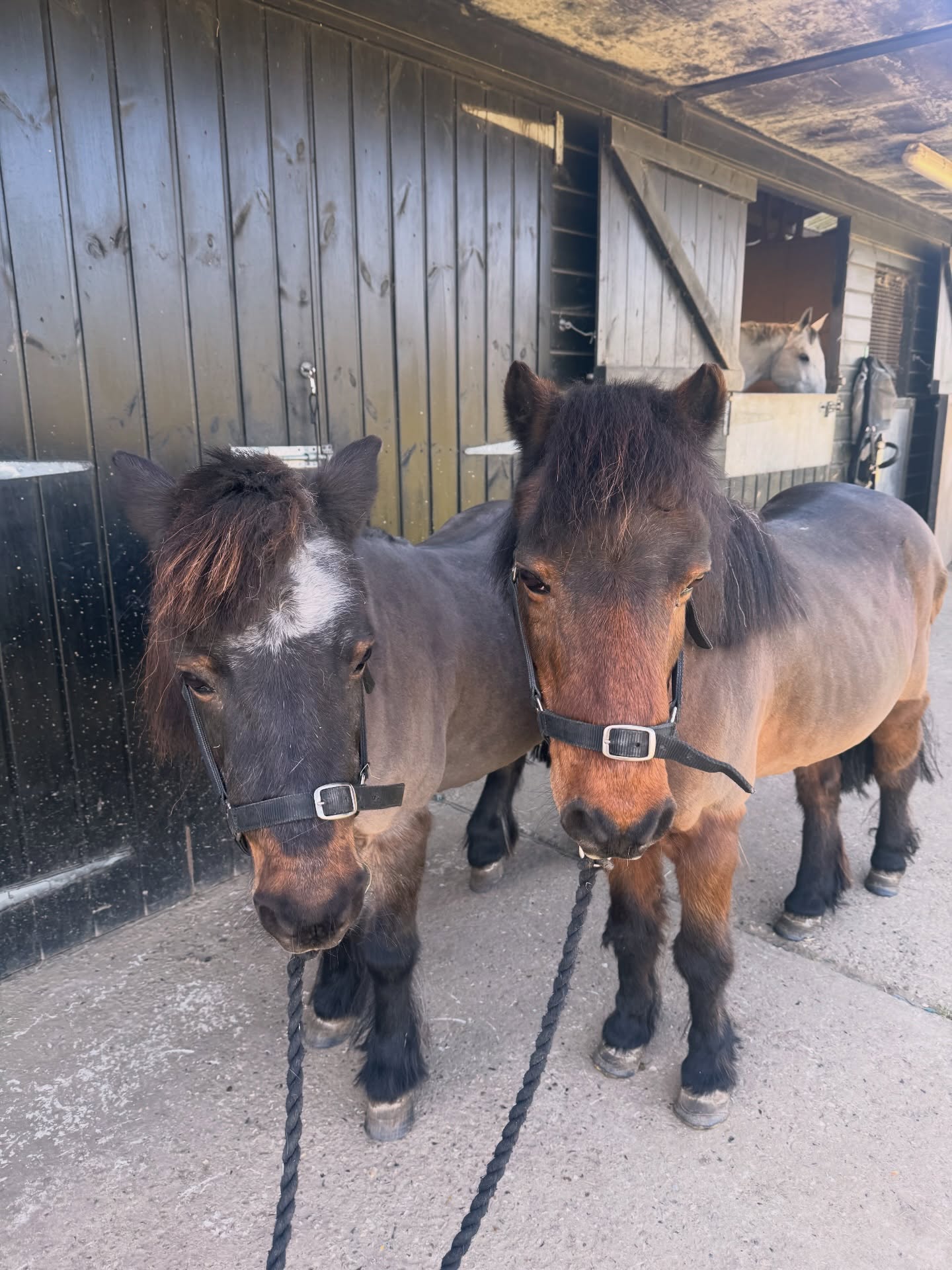 Dolly and Doodle were on duties for 2 parties today after they heard that they had to contribute to the cost of their new stable door 🤣🤷🏼♀️
Luckily they were on their best behaviour 😇