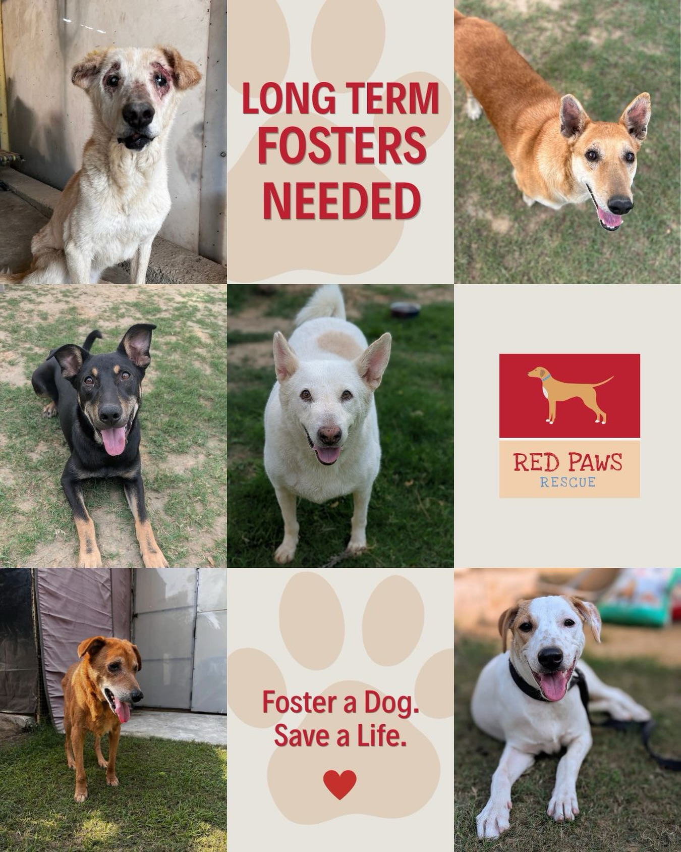 Foster a Dog. Save a Life.
Right now, our rescue babies have nowhere to go, no family, no place to call their own. We are facing a serious shortage of foster homes, and one open door can change everything for them.
While our rescues wait for their forever families, we are looking for long-term fosters (minimum 2ā3 months) where they can rest, heal, and simply be⦠until the day someone takes them home for good.
Donāt worry, weāll provide food, supplies, and complete veterinary care. All they need from you is a little space and a lot of love.
Concerned about the chaos? Most of our pups are calm, gentle, and happiest curled up quietly in their cozy corner. No storms, just soft tails and softer hearts.
Open your home, even if itās temporary. Lend your heart.
Be the reason a rescued life finally feels safe again. š¾
.
.
.
#redpawsrescue #shelterdogs #dogsofinstagram