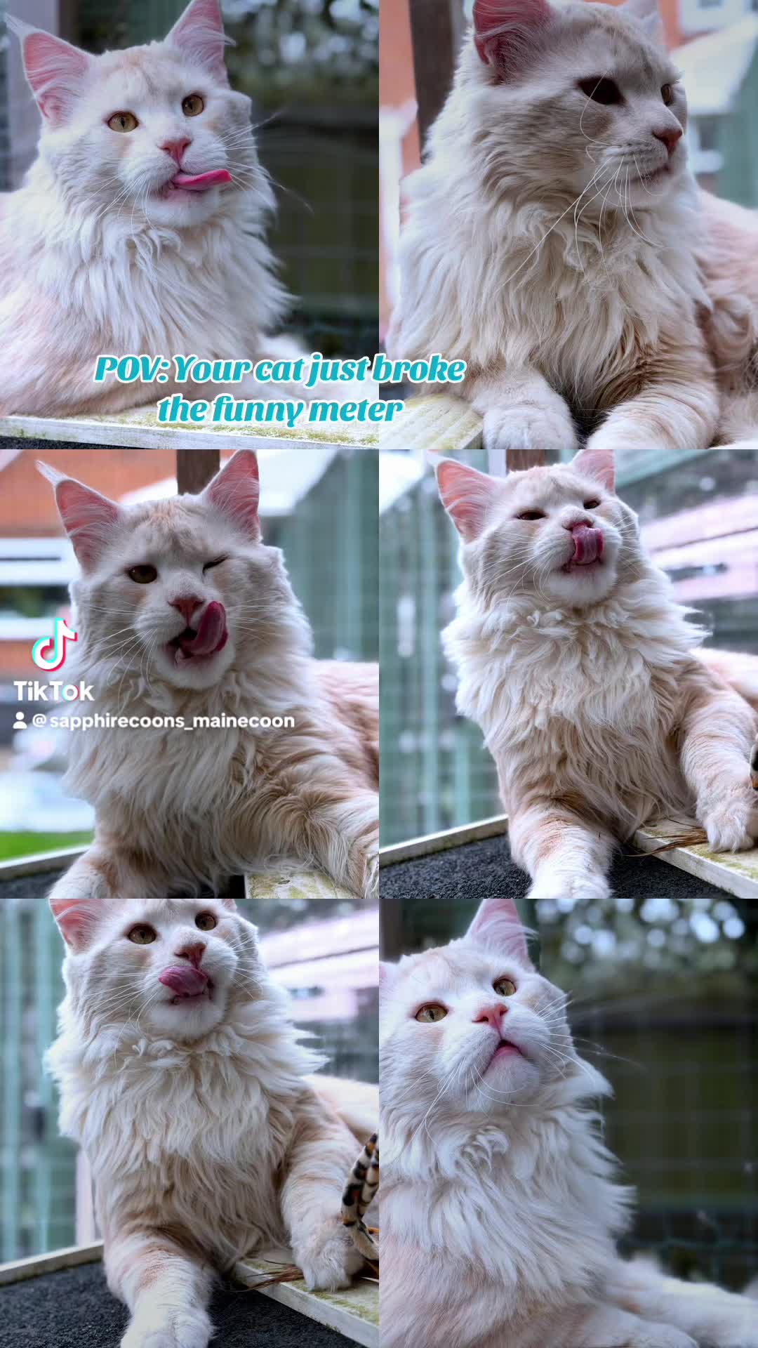 Me: "Try to look photogenic, Phoenix."
Phoenix: Winks, bleps, licks face. "How's this? Too much? Or just enough to make you pee your pants laughing?" 😂
#CatLogic #Photogenic #BestBlep #sapphirecoons #cutekitten #mainecoon #sapphirecoonscattery #mainecoonbreeder #showkitten #sapphirecoon #mainecoonkitten #adorablekitten #showkittens #gccf_cats #gccf #gccfregistered #gccfkittens #gccfbreeder