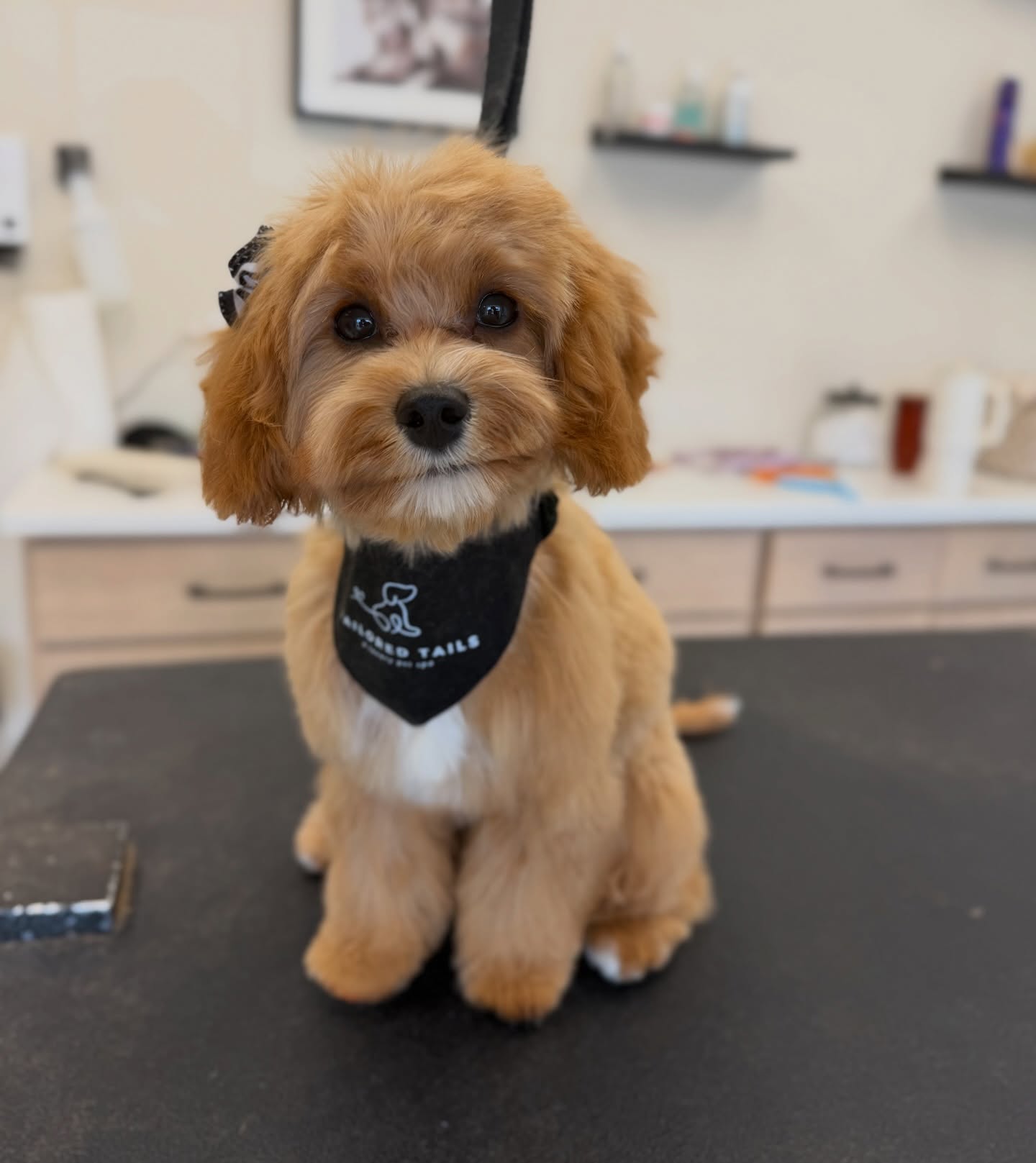 BIG news in the cavapoo community: 🗞️
Our little Polly has graduated the Pup to Pro Academy! 🥹 (*sniffles* they grow up so fast 🥹)
All those consistent visits and behavior-focused sessions over the past few months have set her up with confidence, great habits, and a lifetime of success. 🎓 congrats, baby girl. We look forward to continuing to watch you thrive 🌱 @bean3520 @lindsaydymowskiconstantino