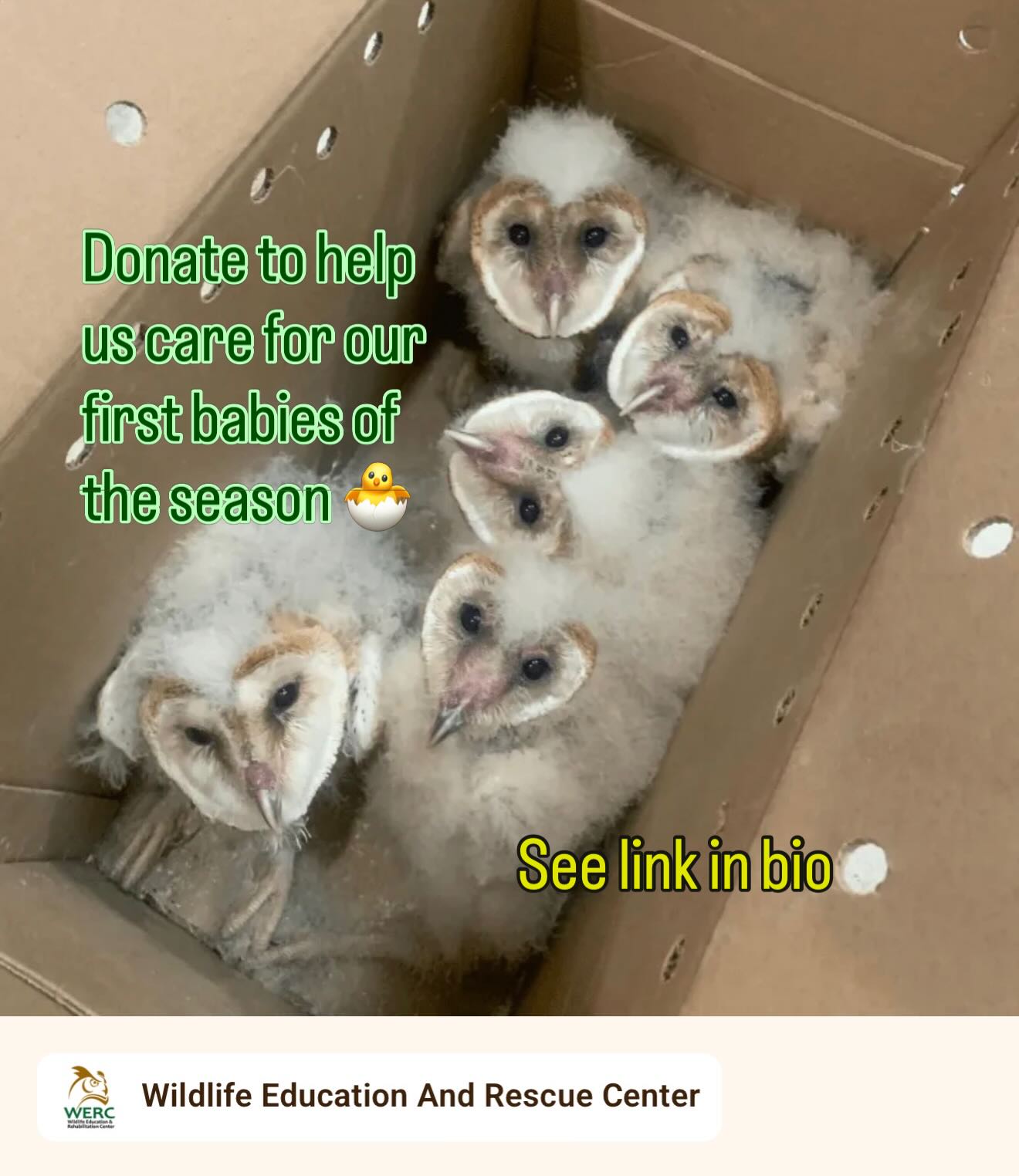 Spring Baby Season Is Here! And our campaign is LIVE (see link in bio) to get the supplies to care for all these babies! 🐣
🌼Spring isn’t just blooming -it’s bursting with babies. At the Wildlife Education and Rehabilitation Center, our busiest season has already begun. We’re now caring for a surge of fragile young wildlife-tiny owls, dozens of orphaned opossums, delicate songbirds, hummingbirds, and even baby bunnies-all arriving faster than ever.
Each one needs round-the-clock care: specialized formula, warmth, medical treatment, and safe enclosures to give them a fighting chance. 🩺
❤️🩹Your gift right now goes directly to that care.❤️🩹
By supporting WERC, you’re not just helping animals-you’re making hands-on rehabilitation and meaningful wildlife education possible in our community. Together, we can give these young lives the care they need to grow strong and return to the wild where they belong. 🌲🌳
Thank you for being part of their second chance. 💛