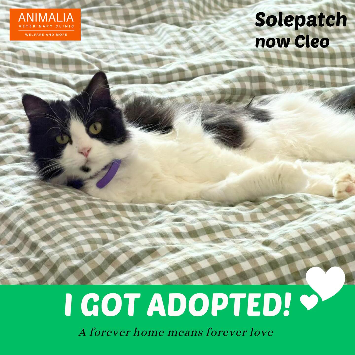 #adoptdontshop❤️ #adoptdontshop #loveuae #uae🇦🇪 #abudhabi @animaliauae