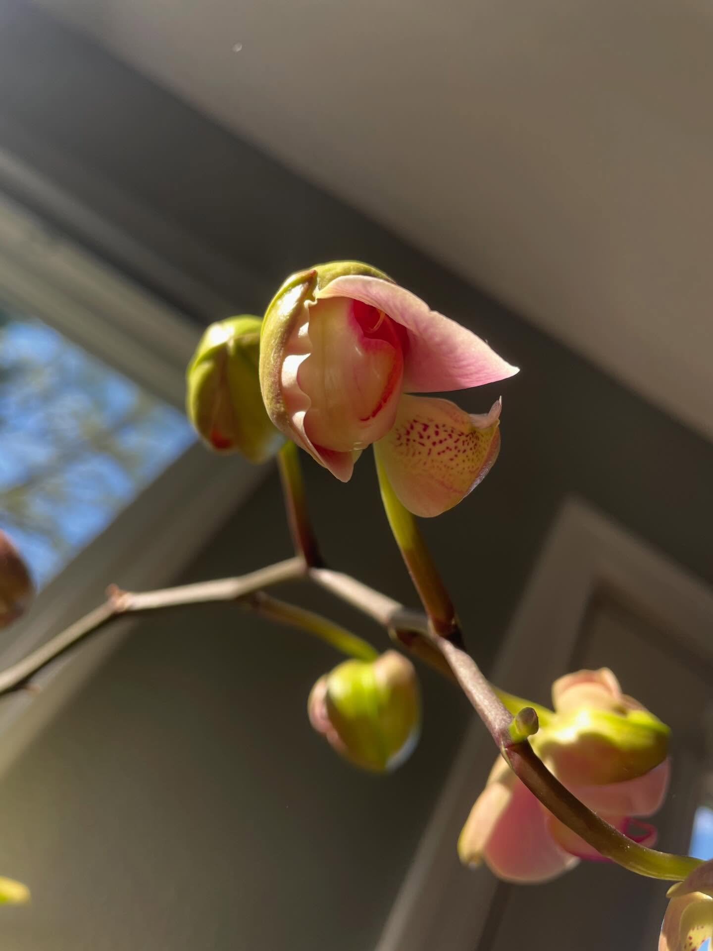 💖 the overwhelming joy of an orchid bloom