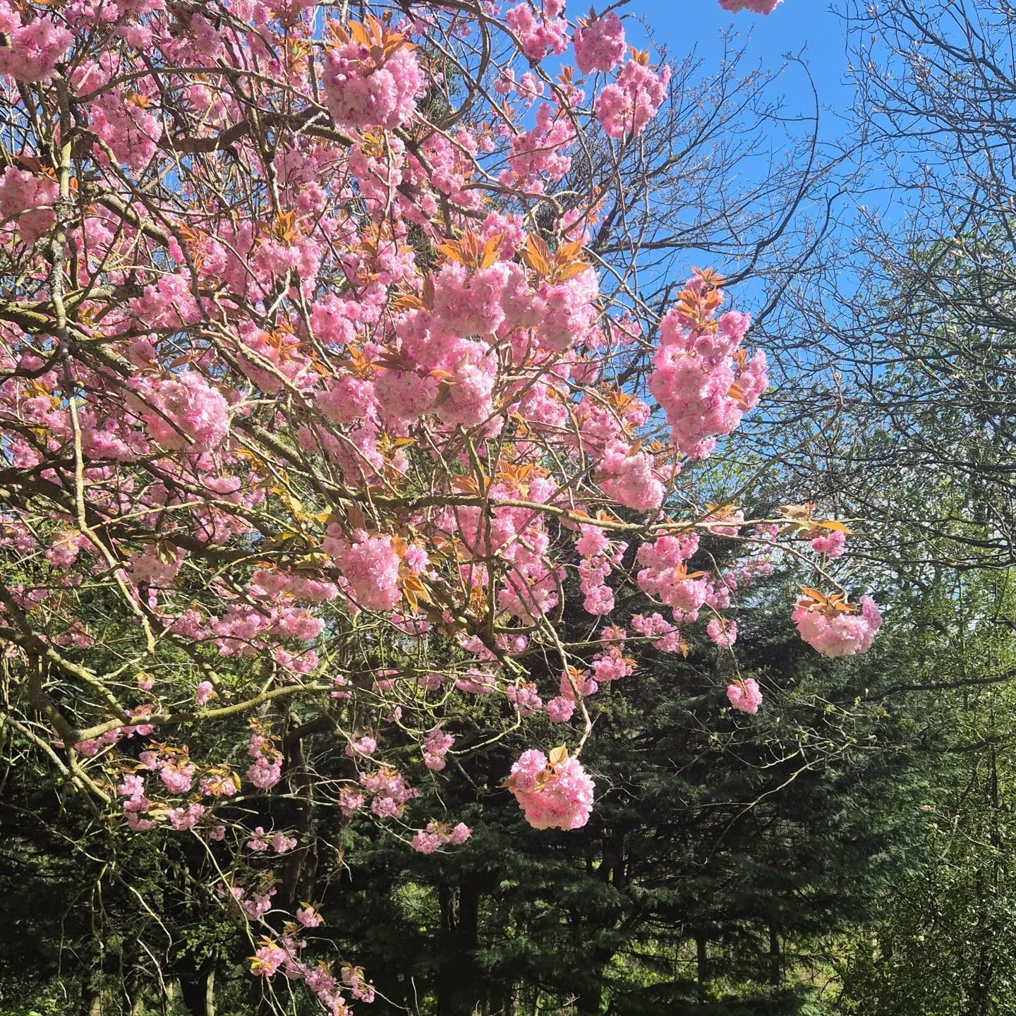 Spring has sprung!
#cherryblossom🌸
#fairydoor