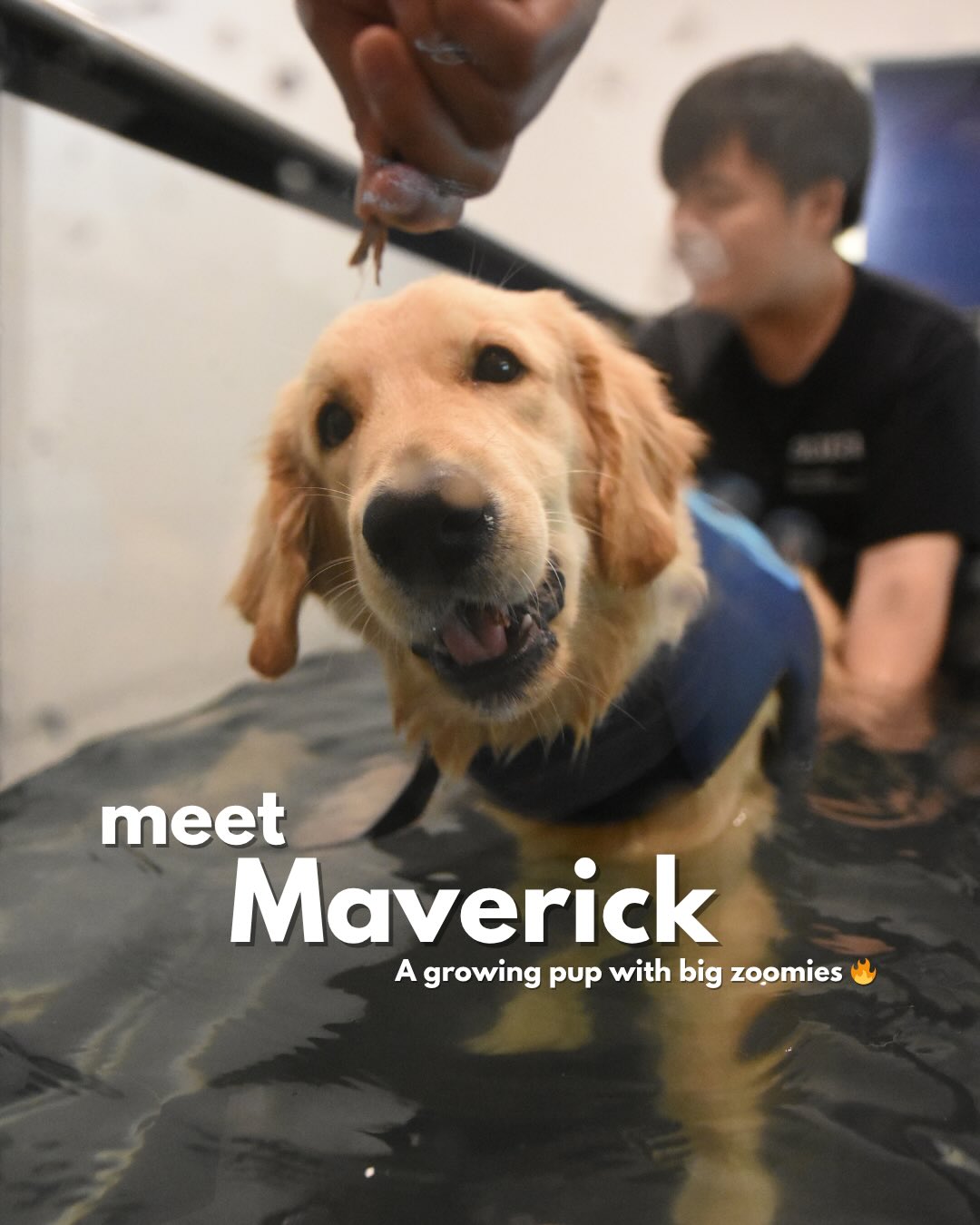 MEET: Maverick ๐พ
This energetic pup has stolen EVERYONEโs hearts here at AURA โค๏ธ
๐ 57 Jalan Tua Kong