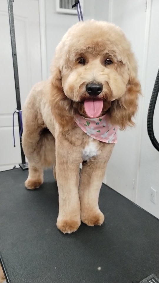Lola is a very well-loved doodle who enjoys her full spa package every 6 weeks ✨🐾 Consistent care keeps her soft, comfortable, and always glowing.
#doodlegrooming #luxurydoggrooming #spadayfordogs #sanmarcostx #happydoodle