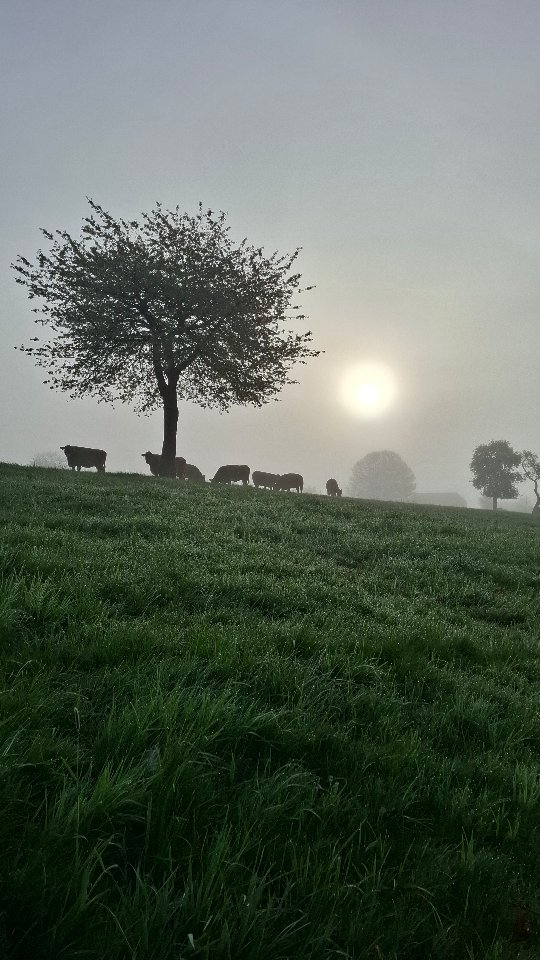 Guten Morgen ☀️
Wir wünschen euch einen wunderschönen Start in die neue Woche!
Manchmal sind es genau diese kleinen Augenblicke, die uns runterbringen und neue Energie schenken.
Kommt gut in die Woche 💚
#GutenMorgen #Natur #Wochenstart #Landleben #Entspannung Achtsamkeit