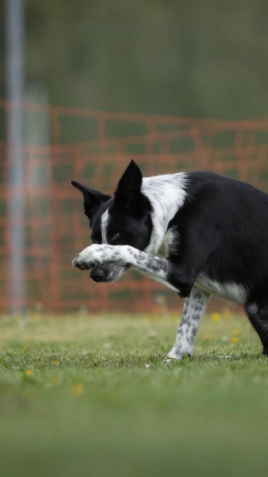 Very impressed by Spud on yesterday's very challenging training close to a lot of kids and youths playing football (Spud loves footballs!! 😍⚽😂).
Him managing to keep his head cool, ignore and just stay focused in his bubble is higly impressive for such a young dog. I honestly thought he would have a harder time with it! 🙈
Part of Spud's preparations for WC is to train in a lot of different environments with different "triggers". It's a great way to prepare for the ring at a championship! 😍
Also I would love to have lines spraypainted in my training area at all times 😂 So great to see his straightness😍👌
#bordercollie #dogdancing #dogdancingfreestyle #dogtricks