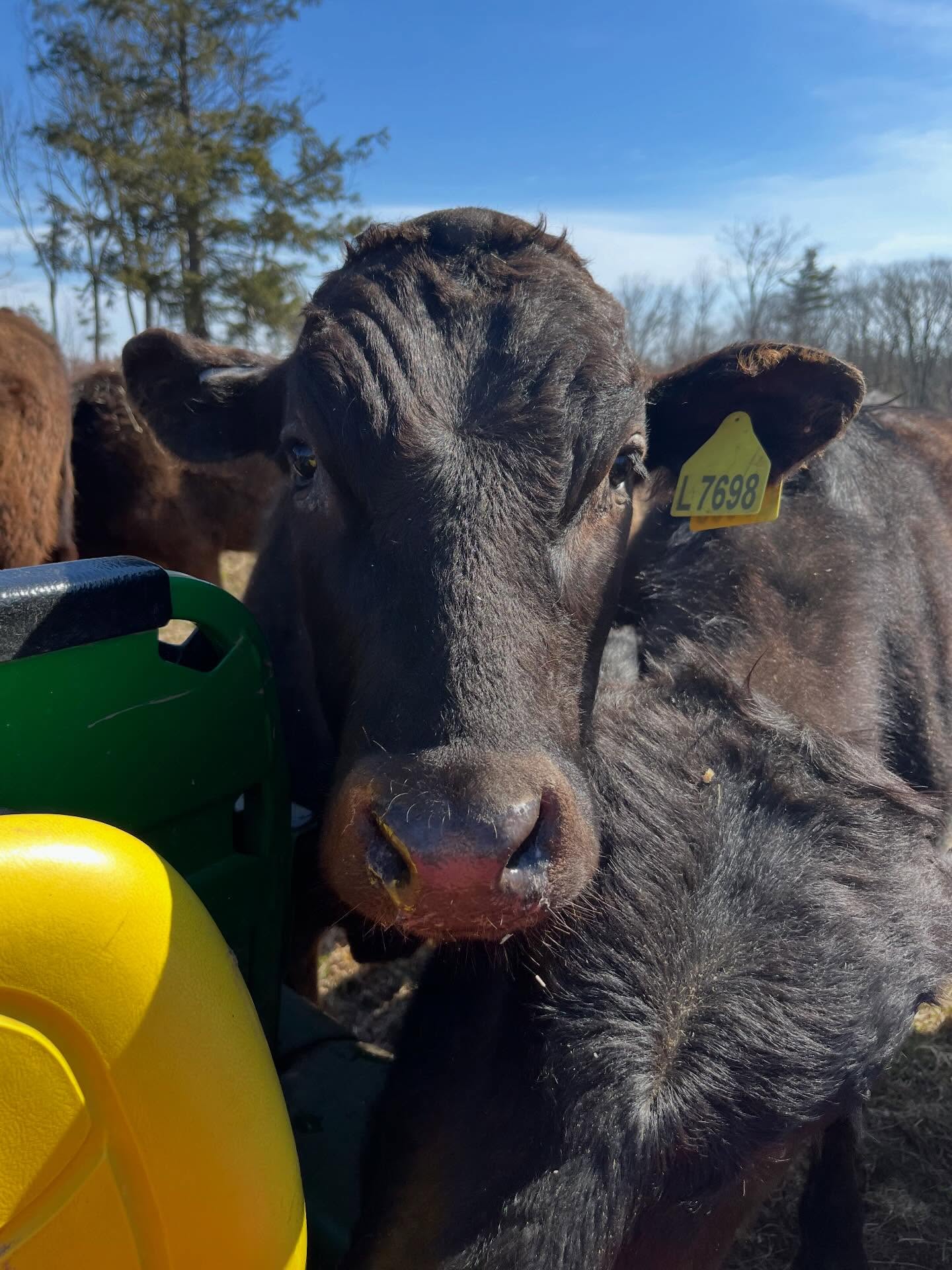 Have you stopped in to say hey to the cows recently?
If you haven’t, the sun will be shining this week and all cuts are buy 4 get 1 free. It’s a great time to stop in!