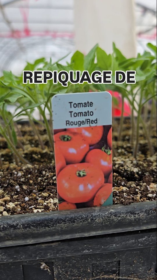 Le repiquage des tomates 🍅🌱🍅
Ben oui, avec le temps de la semaine dernière (gris durant 7 jours), les tomates nous ont fait le coup, elles ont étiolé (grandi trop vite), mais ce n'est pas grave parce que la tige principale de la tomate est magique 🧙♂️✨️!
La tige, un coup en contact avec la terre, se fait d'autres racines, on les appelle les racines adventives.
Les plants deviendront plus musclés💪 haha non mais sans blague, ça l'aidera à mieux s'ancrer et mieux absorber l'eau💧