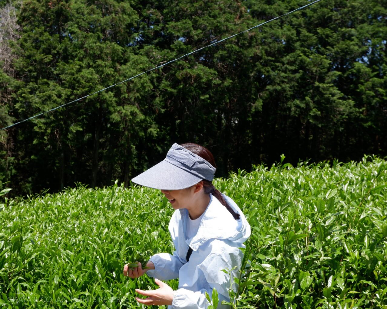 Collection of photos of Chaya & Co. Tea Trip at Kyoto-Nara last year.
Go on a journey with Tea Enthusiasts and enjoy a wide range of activities including visiting tea plantations, matcha factory tour, matcha brush making demonstration, matcha cup sculpting, tea making cruise in romantic atmosphere.
Tuesday 16 - Surday 21 June 2026
Full Price 4,200 SGD
Come in pair gets on top discount 100 SGD per person until 30 April.
.
Price Includes:
- Accommodation for two persons sharing one room, selected meals, activities and transportation within Japan
Price Excludes:
- Flight tickets, personal expenses and travel insurance
Reservation:
- A deposit of 1,300 SGD per person is required. The remaining balance must be paid by 1st June 2026
- This trip is organized by Michi & Co. Singapore (License Number TA03424) and Chaya Associated, Thailand
Please send us a direct message to reserve your seat
#teatrip #japantrip #kyoto #uji #michiandcotravel