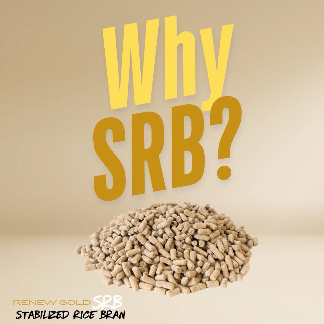 WHY FEED STABILIZED RICE BRAN (SRB)⁉️
Renew Gold SRB (Stabilized Rice Bran):
🔹 Controlled Starch & Sugar – Helps manage energy levels without excessive sugars or grains.
🔹 Supports Muscle Development – High-quality fats and natural proteins aid in muscle tone and strength.
🔹 Promotes a Healthy Coat – Rich in Omega-3 and Omega-6 fatty acids for a glossy, healthy shine.
🔹 Weight Maintenance – Great for hard keepers, seniors, and performance horses needing extra calories.
🔹 Gut-Friendly Formula – Stabilized rice bran is easy on digestion and supports hindgut health.
🔹 Versatile for All Ages – Not just for seniors—ideal for horses of all life stages needing extra support. #StabilizedRiceBran #SRB #SmartFeeding #RenewGold #RenewGoldSRB