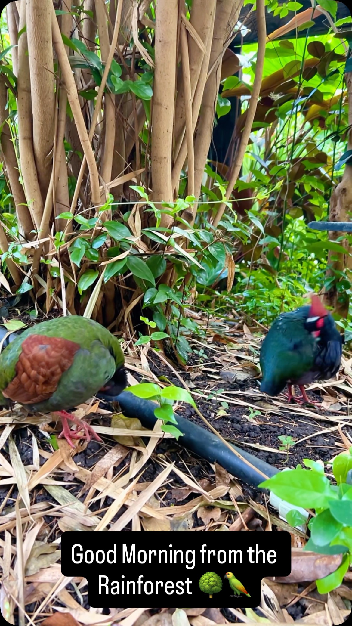 Good Morning from the Rainforest 🌳🦌🦜 @edenprojectcornwall
#cornwall #edenproject #rainforest #edenprojectcornwall #rainforestadventures