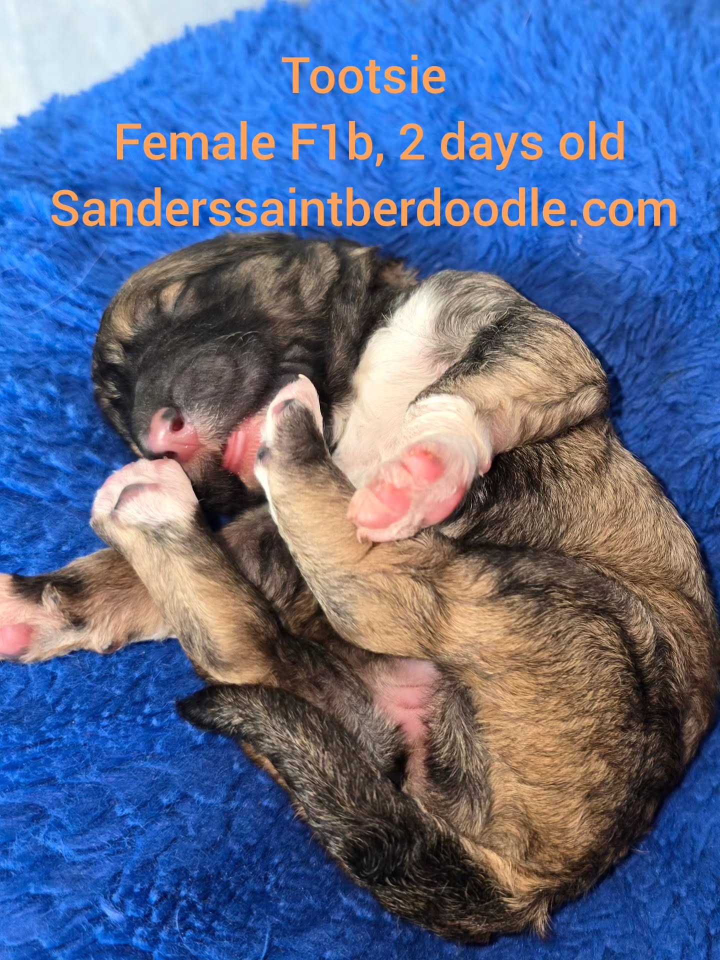 Available Tootsie
Female F1b, 2 days old
BW 1.2
#sanders_saint_berdoodle #doodle #poodle #pnw #dad