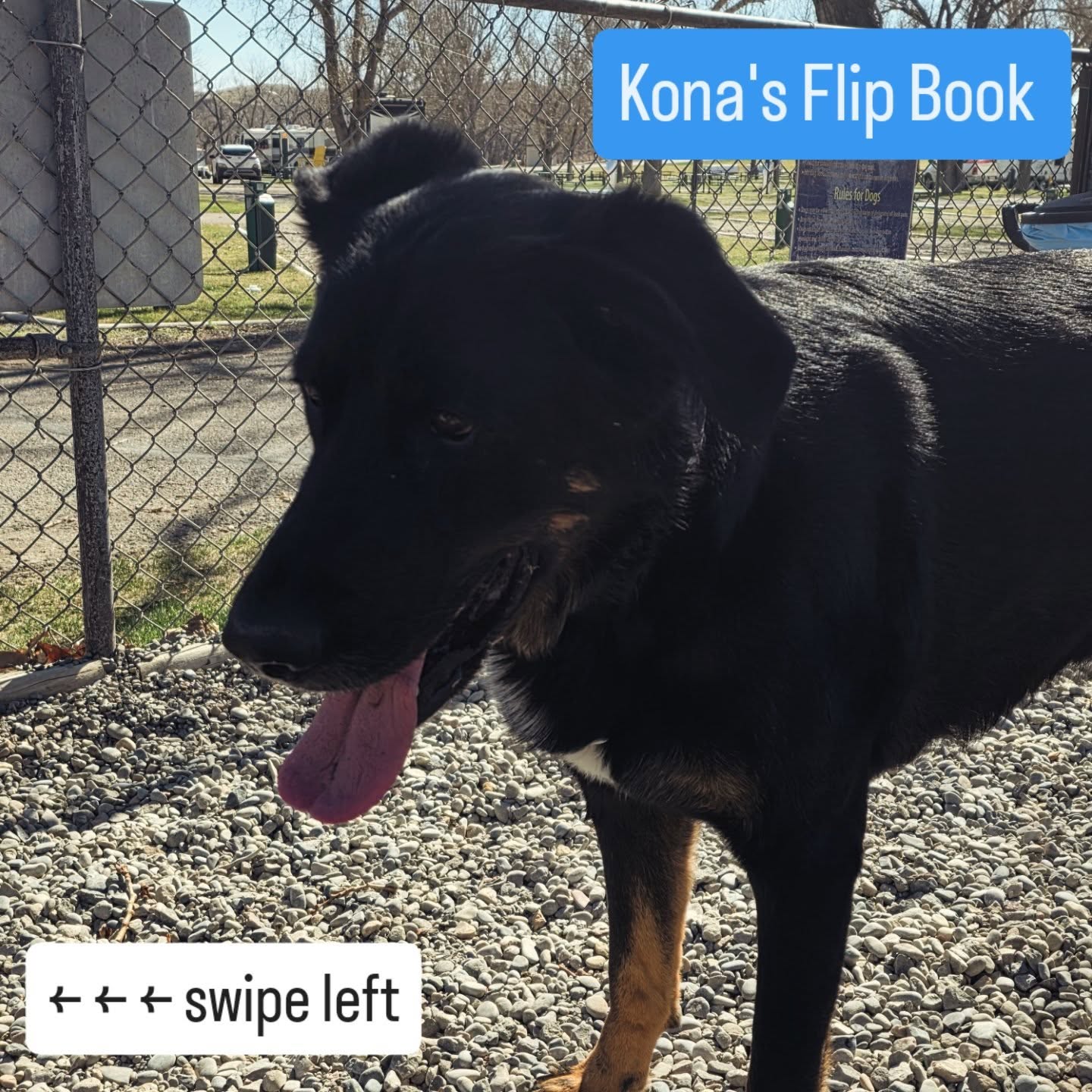 Livin' life at the park ✨️
#rvlifestyle #dogsofinstagram #fyp