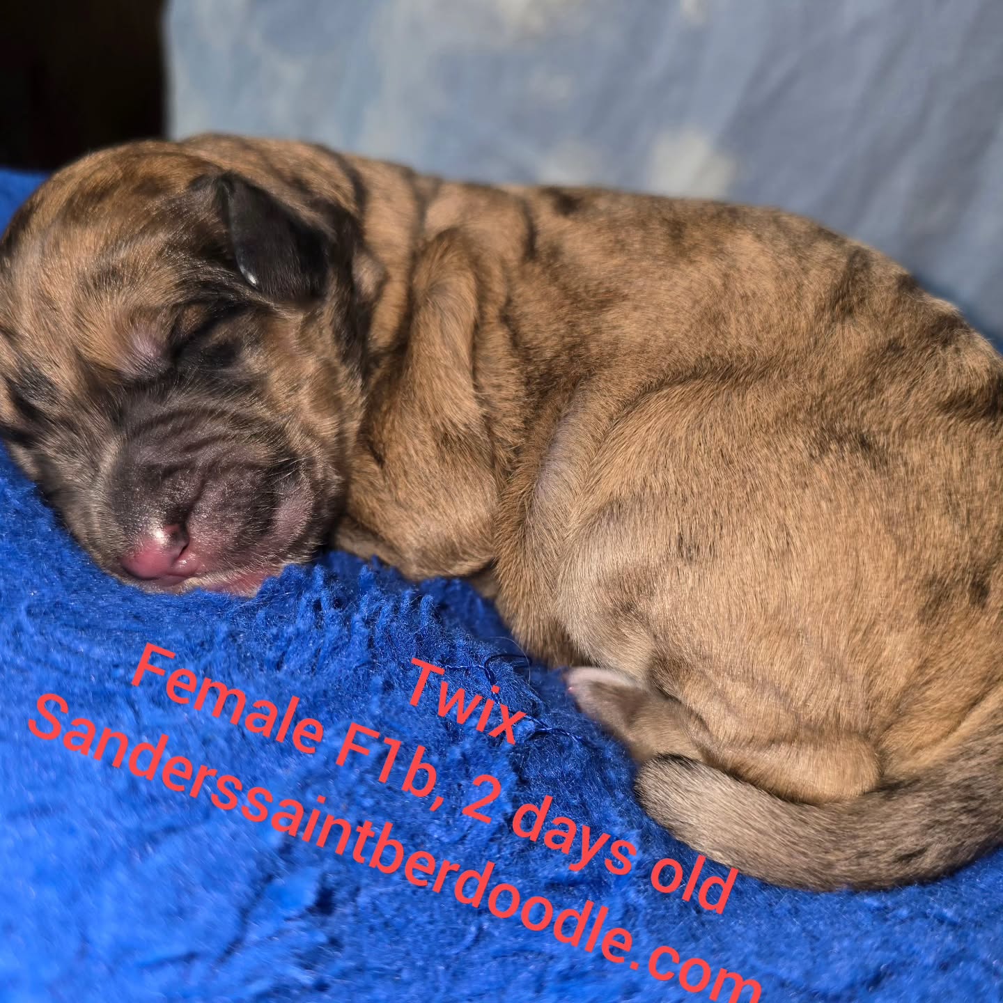 Available Twix
Female F1b, 2 days old
BW 1.3
#sanders_saint_berdoodle #champagne #stberdoodle #puppy #blonde