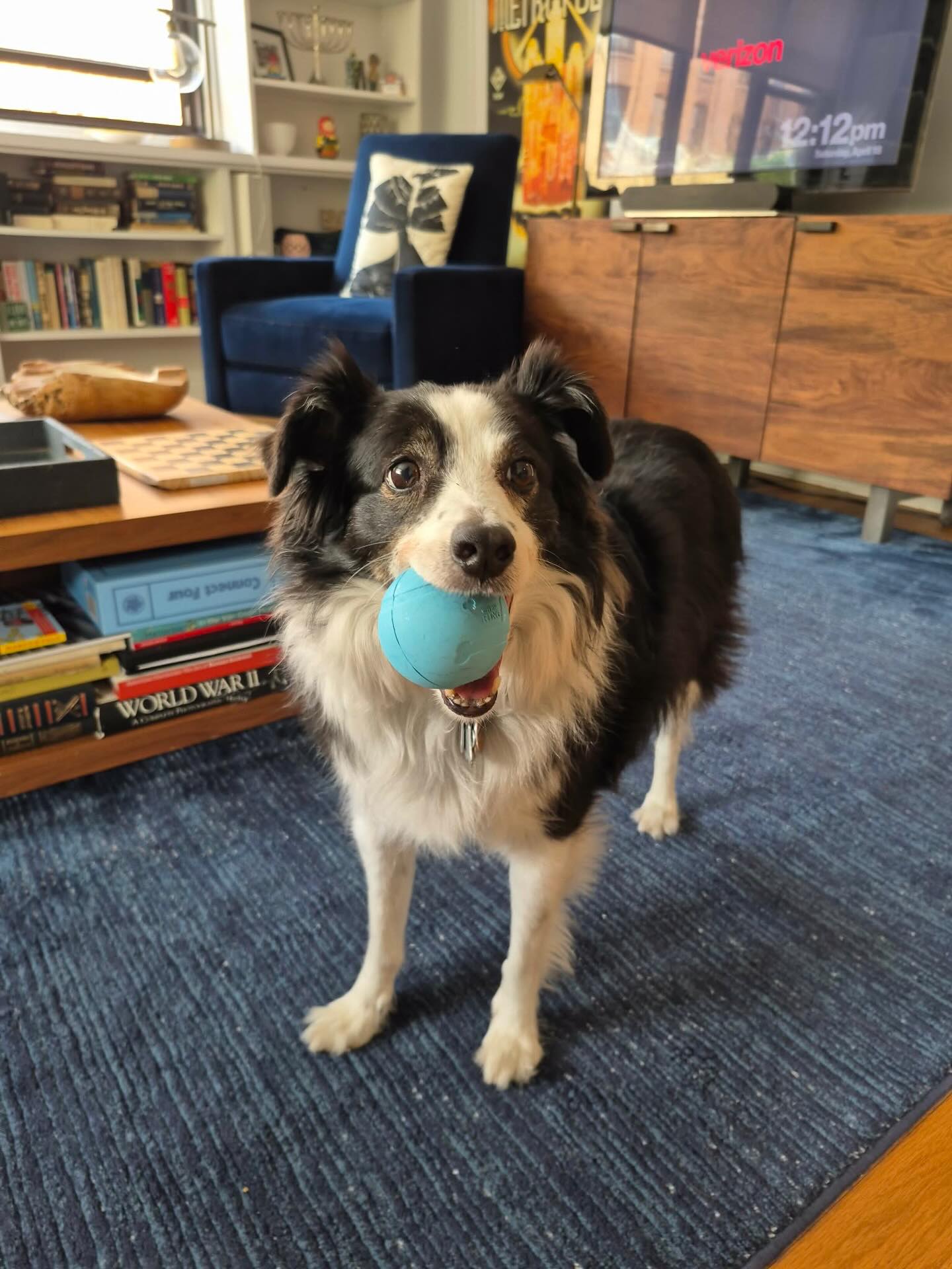 Monday mood: pawsitive vibes only 🐶💛
#dogsofallboroughs #aussieshepherd #aussiesofinsta #dogsofkipsbay #dogsofnyc