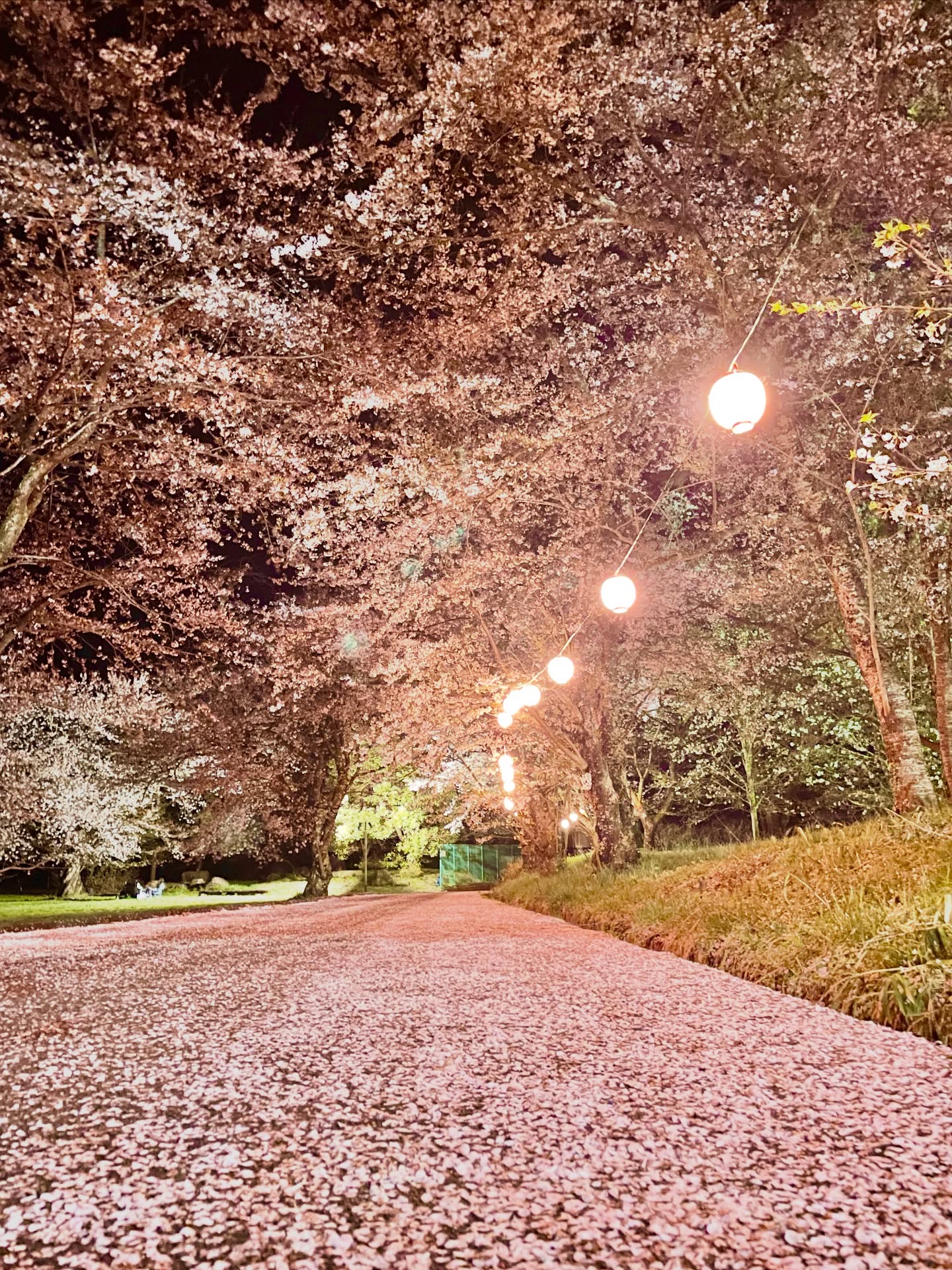 .
#2026清滝の桜
👆フォトコンテスト開催中
昨日は地上波にも登場した
清滝小学校の桜は、現在は
花びらの絨毯が敷かれています。
(4月10日20時30分時点)
今週末も良い天気の予報。
タイミングによっては花吹雪が
お楽しみ頂けるかなと思います。
桜は咲いている時期が短く儚い。
ぜひこの機会にドライブがてら
清滝小学校にお越しください。
Instagramフォトコンテストも
やっておられるとのことですので、
@kiyotaki_community さんの
記事もチェックしてみてください*
※校庭は週末と放課後は解放されております。
※駐車場には限りがありますのでご注意ください。
※枝をゆすって無理矢理花を散らすなど
木を傷付けるような行為は絶対におやめください。
