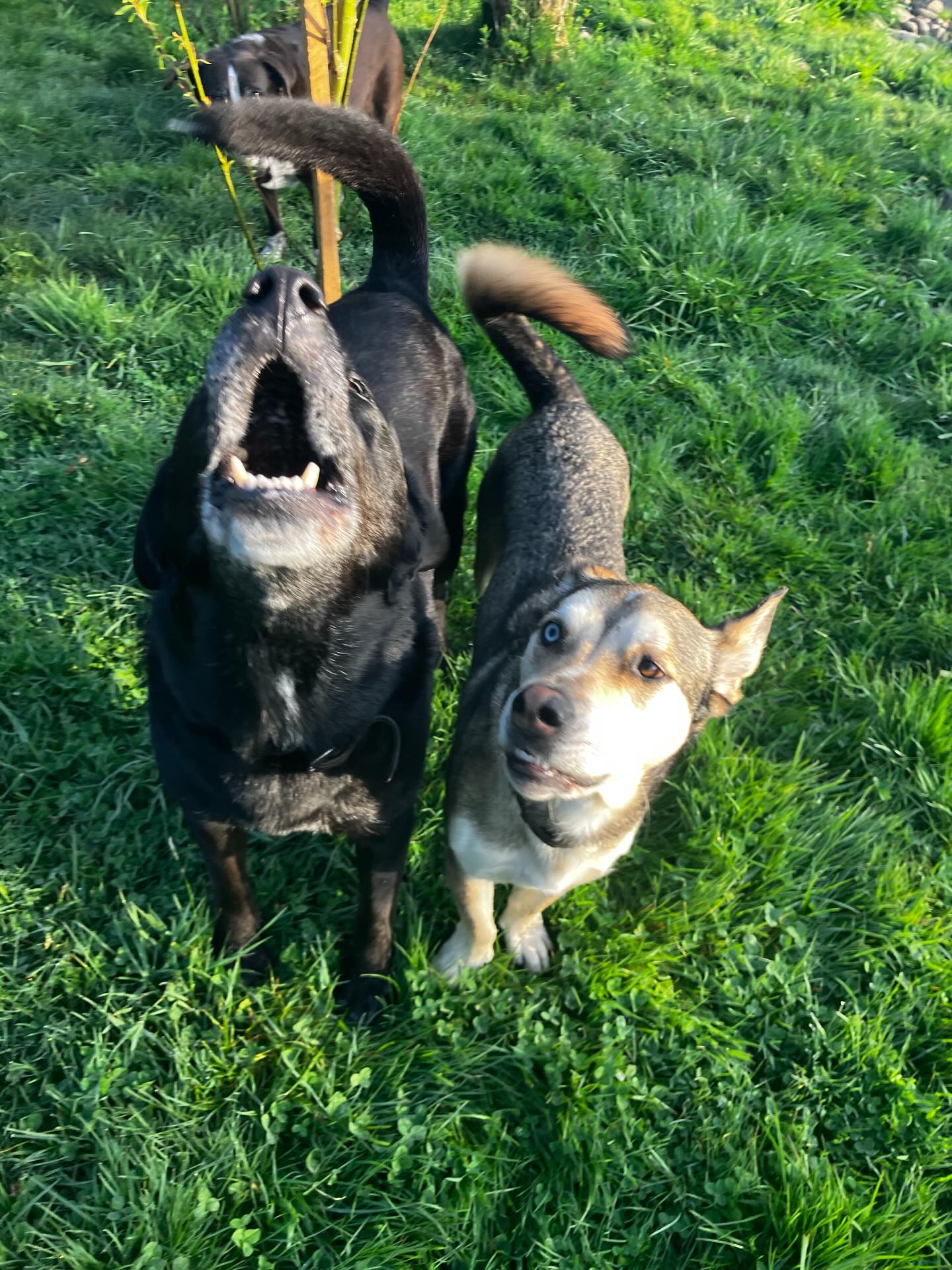 Throw me a stick please!!