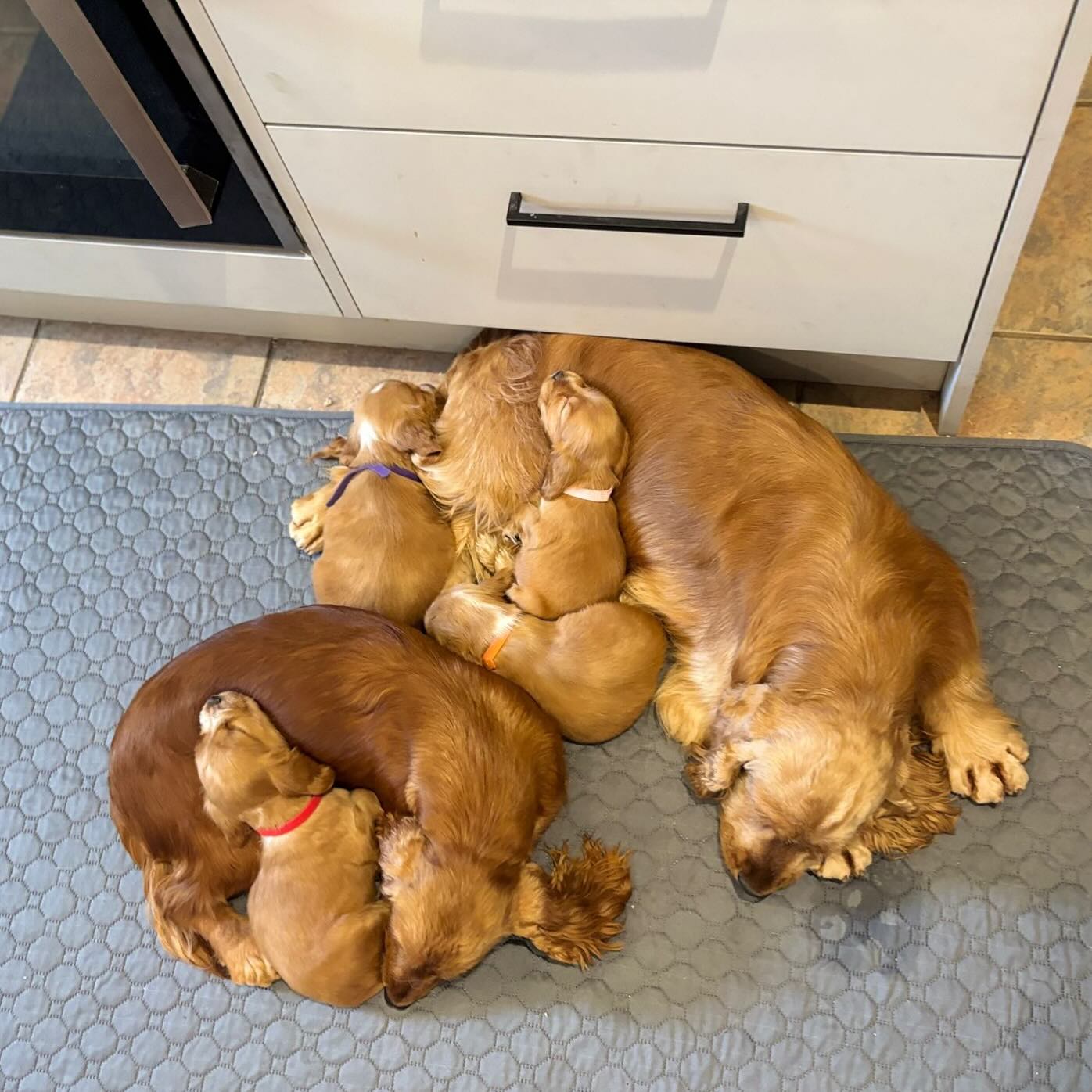 This photo speaks to the temperament of our dogs, mammy, daddy and puppies, all cuddled up asleep.
