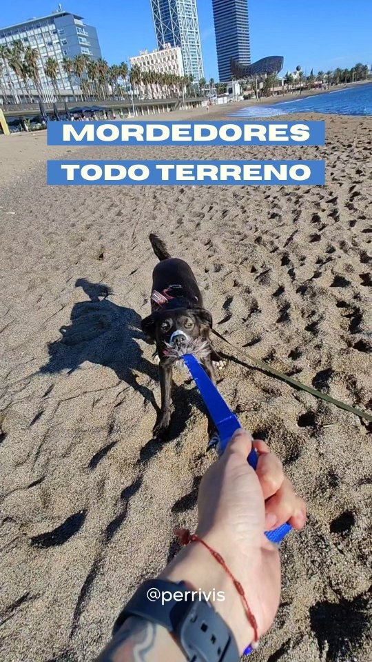 Mi mordedor @bow_bewareoftheowner está a punto de cumplir un año y, aunque presuma de varias marcas de batalla, sigue desafiando a todas y cada una de las pirañas que me acompañan 😈
Honestamente me parece una de las herramientas más exitosas que compré, así que pedí un código para motivarte a que por fin le compres uno a tu compi y le des uno -o todos- los usos que tiene 💪🏻
-El mío es el modelo KRIS en tamaño M-
.
.
.
.
#educacioncanina #mordedoresparaperros