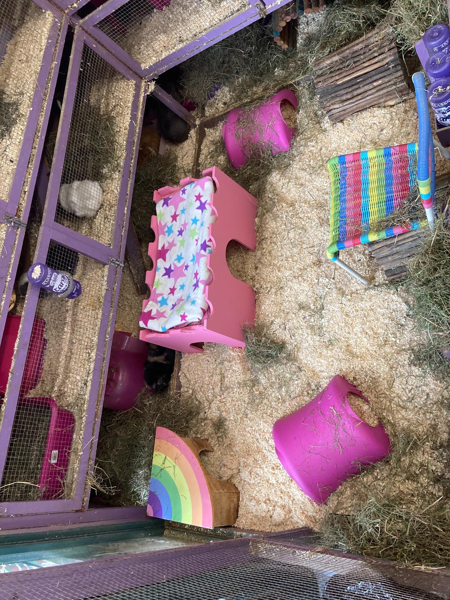 Lots of cleaning and happy piggies. The piggies are very used to us walking amongst them chatting and doing our jobs. It’s a privilege to be able to do this and we get to know every single piggy very well. ❤️❤️ #guineapigs #lucky #sanctuary #bedfordshire