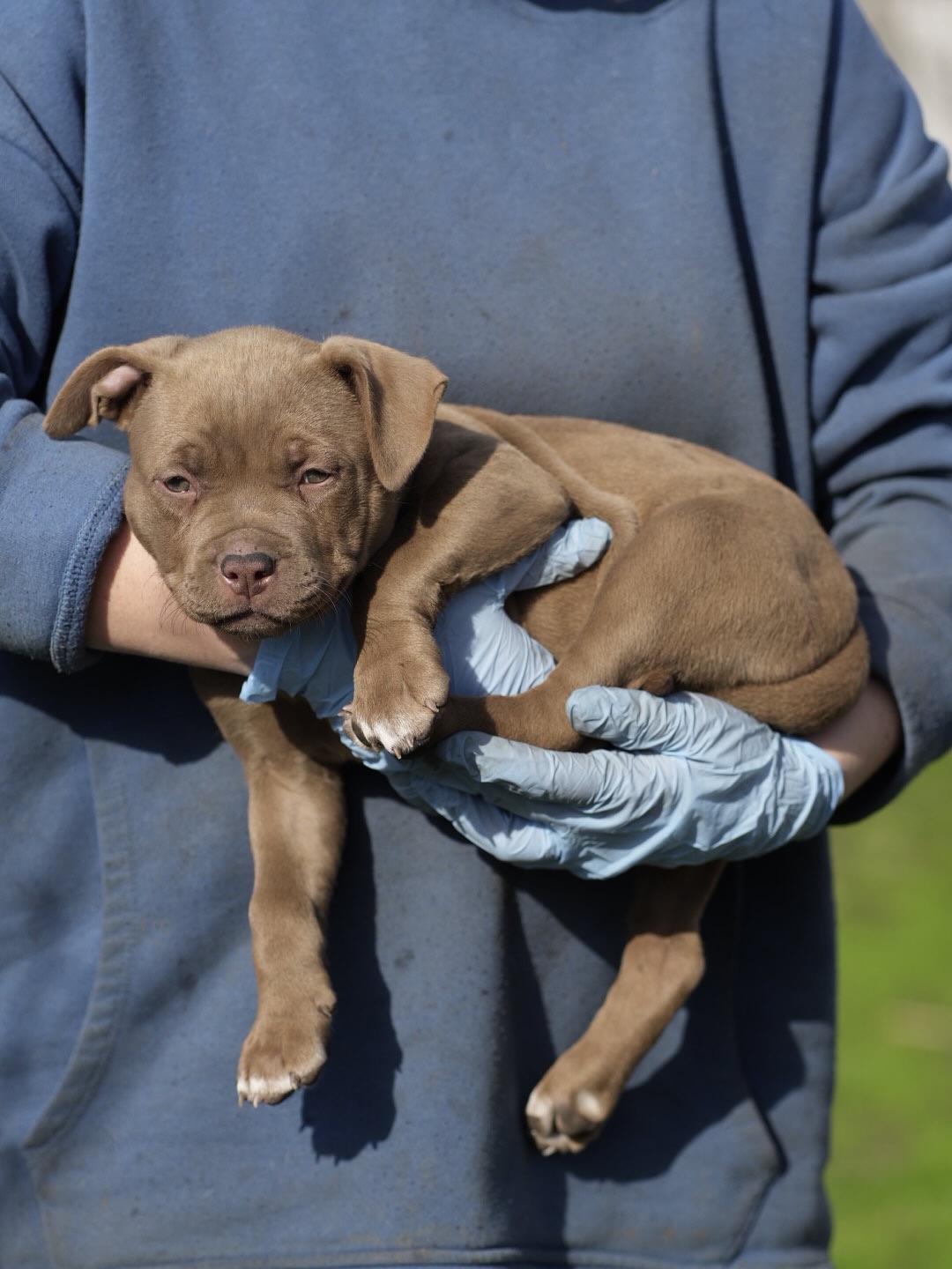 Seal Mickey perfect girl
Silver ribbon.
This little girl could be a perfect addition to your life.
More info in pm.
#sealpitbull #sealkennel #пітбульукраїна #realpitbullterrier
