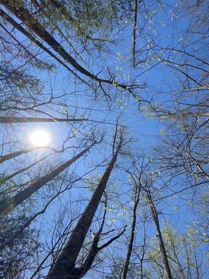 Enjoying Bubbles’ view of the enchanted forest💖 Also, can we get some of those gentle April showers that bring May flowers please?🙃☔️
#wnc #spring #dogsofasheville #pollinator #dogfriendly