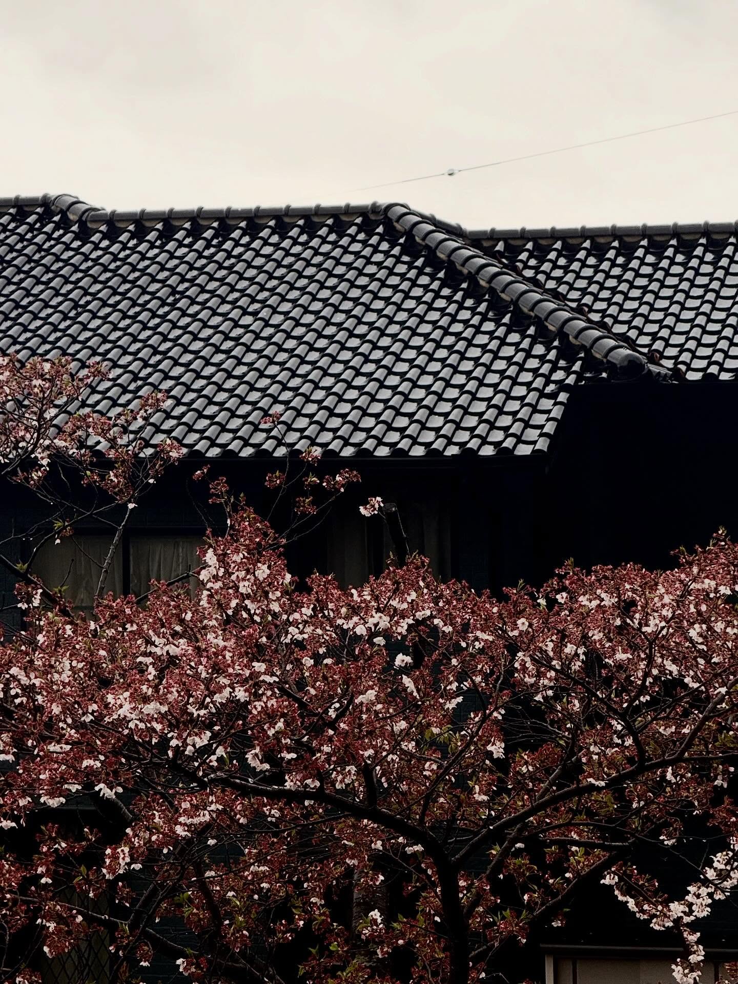 -
強い雨が
春の祭典を終えて
新緑の世界へと加速する
Web site
https://www.yumework.cc
🇯🇵
#sandacity
#favoriteplace #onthewayhome
#三田市
#桜