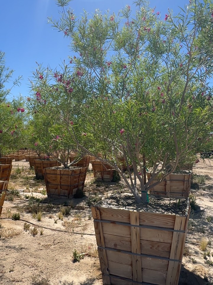 It starts with a shimmer, a sudden shift in the air, a flash that feels almost imagined… then it’s there.
Our 36” Chilopsis linearis ‘Burgundy’ is in bloom,
and the hummingbirds are already in formation.
Hovering (perfectly).
Reversing (effortlessly).
Locking in (decisively).
Hearts racing past 1,000 beats per minute.
Wings working 50 to 80 beats per second.
A metabolism so exacting it demands near constant nectar intake.
No guesswork. No grazing.
This is precision feeding, calibrated in real time.
And when those deep burgundy blooms open…
“Bright as the sun…”
…you already know where this is going.
A little shoop, shoop energy in the air,
hummingbirds pulling up like they’ve heard this track before.
Bright, bold, a little bit “give me some of that…”
Call it nectar.
Call it rhythm.
Call it that shoop, ba-doop pull they can’t ignore.
— Shoop by Salt-N-Pepa
Because Chilopsis isn’t just blooming… it’s broadcasting.
Long, tubular flowers (a perfect morphological match).
High sugar nectar (fuel, not filler).
Color wavelengths tuned to what hummingbirds actually see (not what we think looks pretty).
Call it coevolution (quiet, continuous refinement).
Call it choreography (wing, bloom, repeat).
Call it a plant that knows exactly who it’s calling… and how to get a response.
They don’t linger randomly.
They return with intention.
Loop after loop.
Visit after visit.
Aerial acrobatics, all anchored to a single signal… bloom.
36” boxed.
Desert-acclimated.
Field-grown for landscapes that don’t just look alive… they are alive.
Because when the bloom hits, and the nectar’s right…
they don’t hesitate…
they shoop.
Rooted in rhythm (and a little bit of mischief).
Grown for the kind of attention you can’t fake.
Supplied for landscapes that hum… literally.
#roadrunnertreefarm #casadelzorronursery #chilopsis #desertwillow #hummingbirds