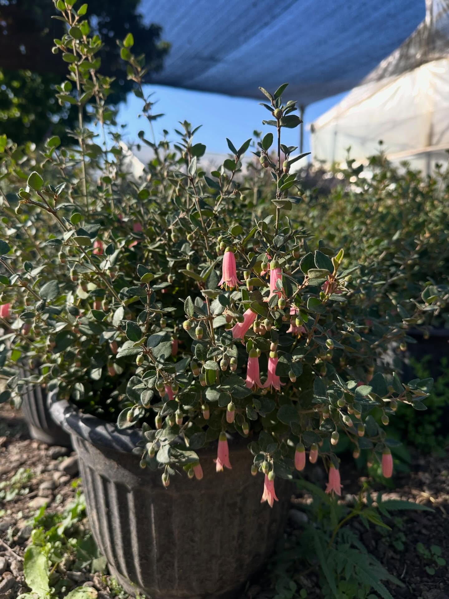 CORREA PULCHELLA 🌸🌸